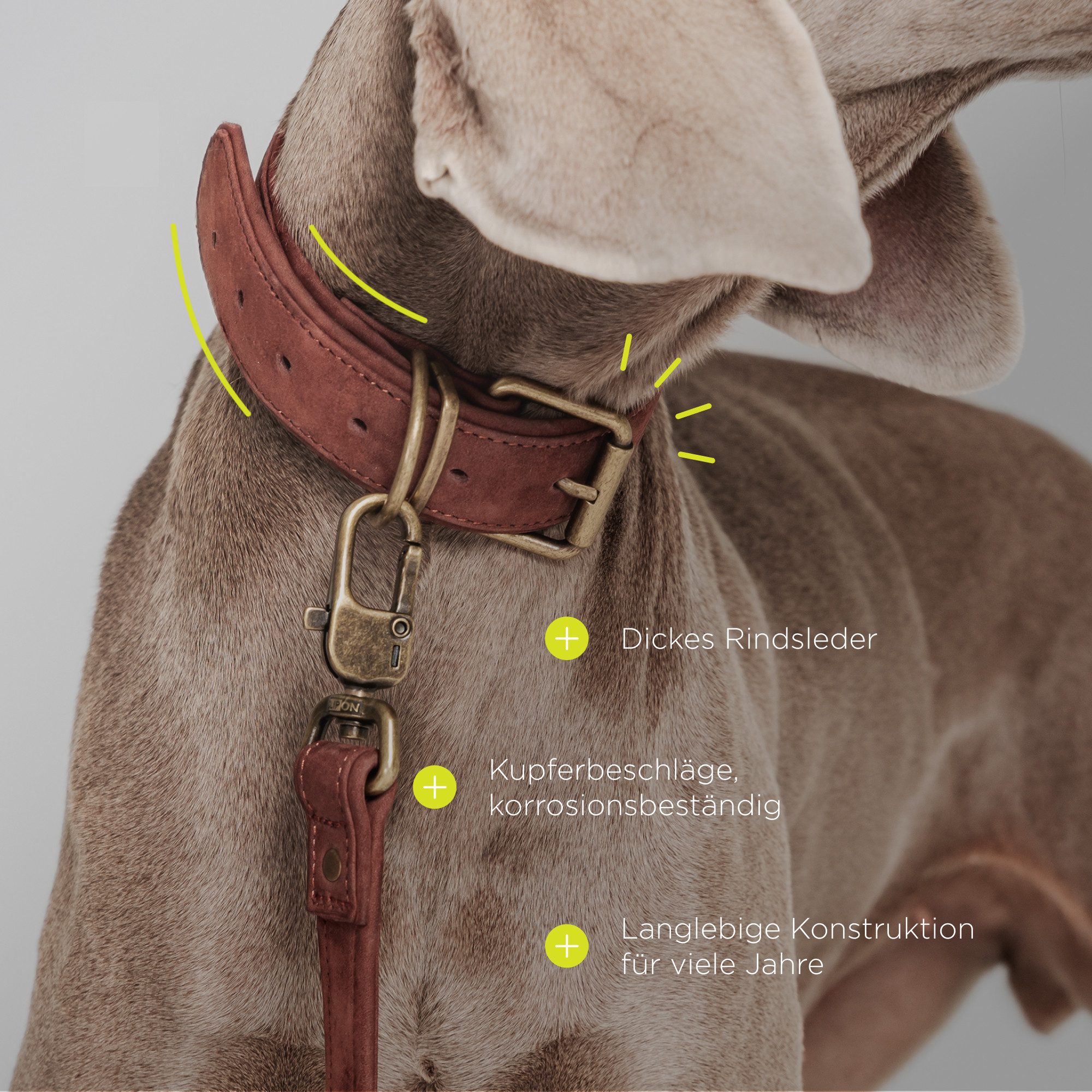 lionelo Tier-Halsband REXOR für Hunde und Katzen, Rindsleder/Kupferbeschläge/verstellbar/hautfreundlich