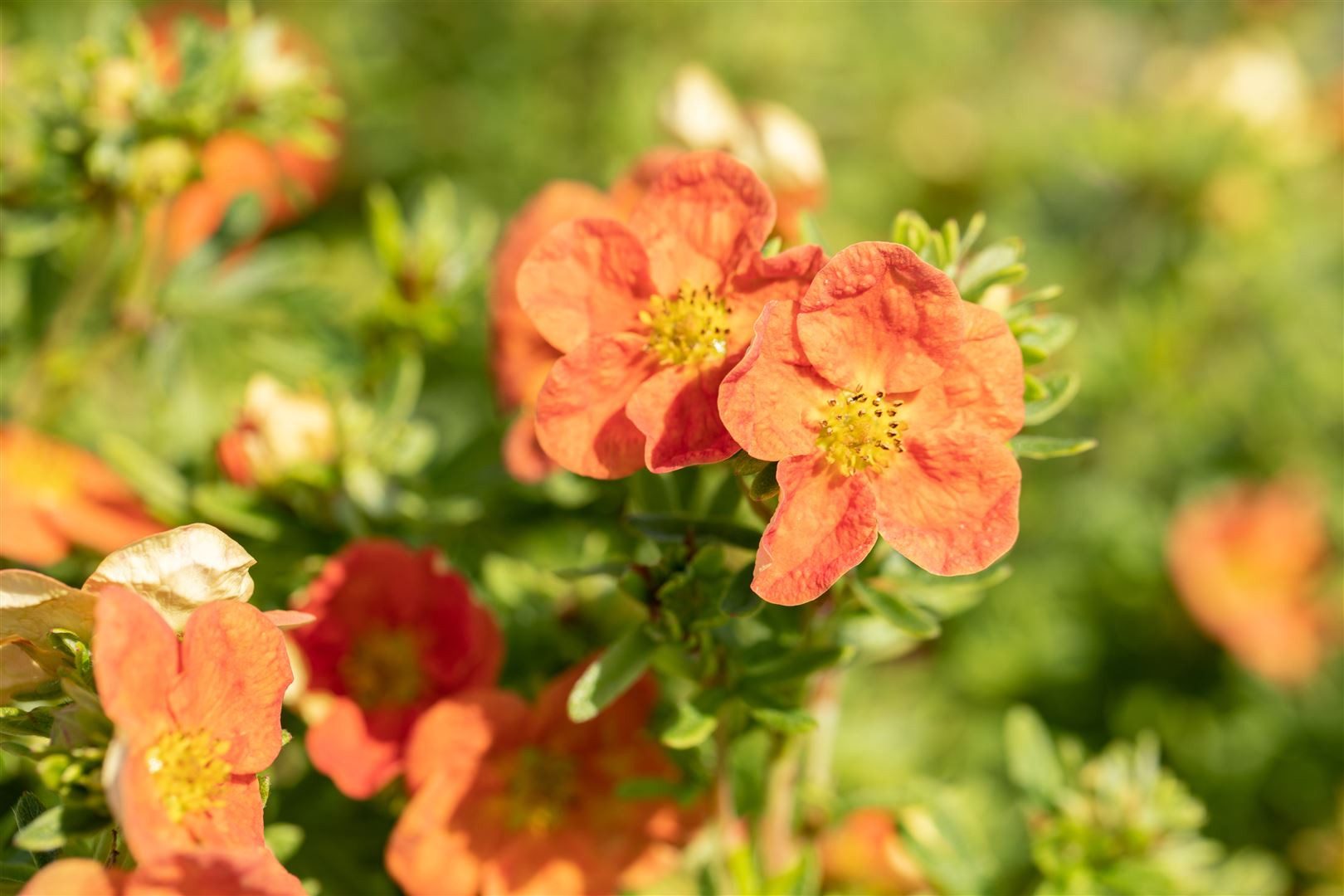 Pflanzen für Dich Bodendecker Potentilla 'rot', 1 St., Fingerstrauch, Fünffingerstrauch, rote Blüten, kompakter Wuchs – Bild 2 von 5