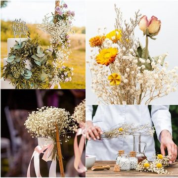 Kunstblume 1 Stück Schleierkraut Getrocknet Natürliche Trockenblumen,Gypsophila, Caterize