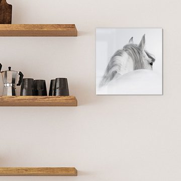 DEQORI Magnettafel 'Andalusisches Pferd', Whiteboard Pinnwand beschreibbar