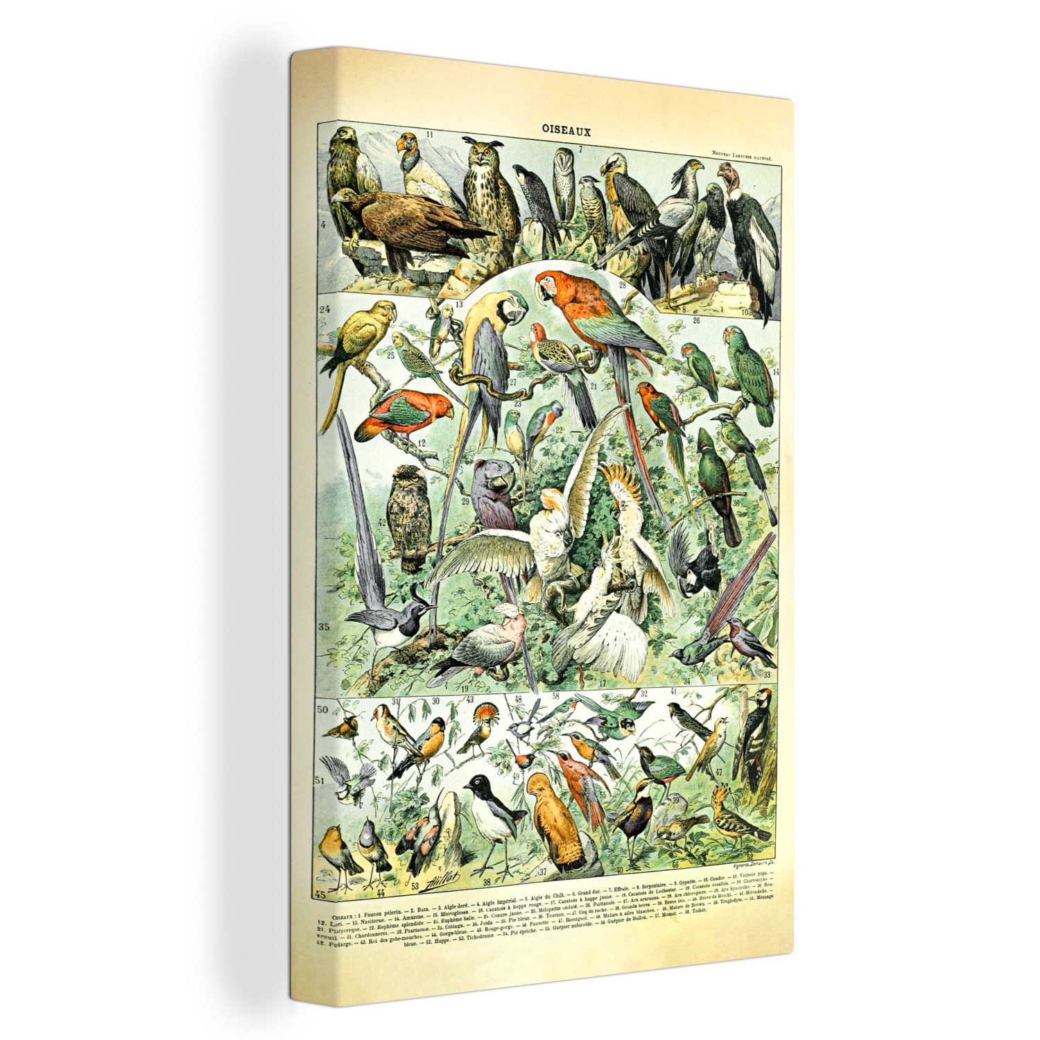OneMillionCanvasses® Leinwandbild Tiere - Vintage - Adolphe Millot - Vögel - Design, (1 St), Leinwandbild fertig bespannt inkl. Zackenaufhänger, Gemälde, 20x30 cm