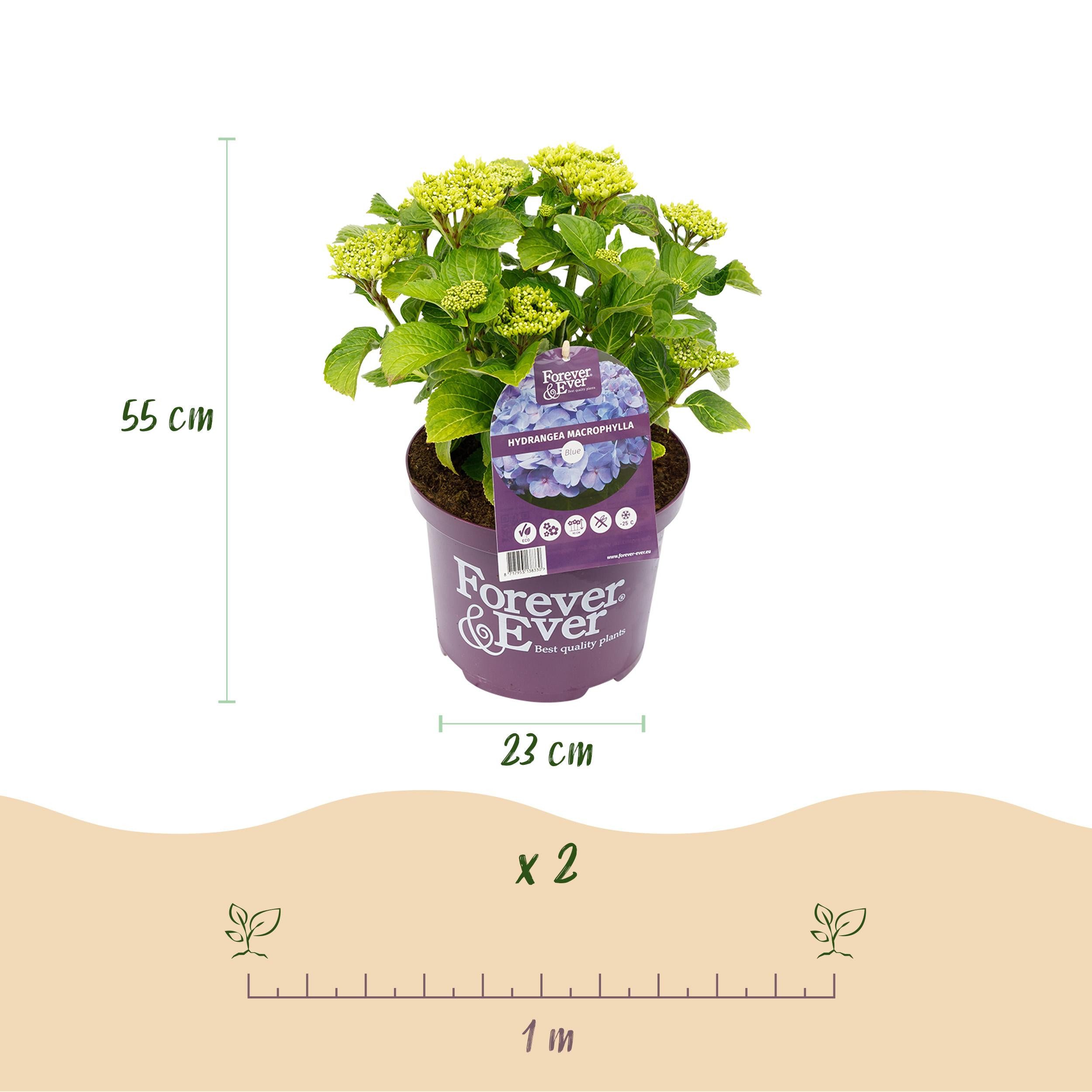 Exotenherz Beetpflanze Exotenherz - Hortensia - Hydrangea - Blau - 7-12 Blüten - 23cm Topf