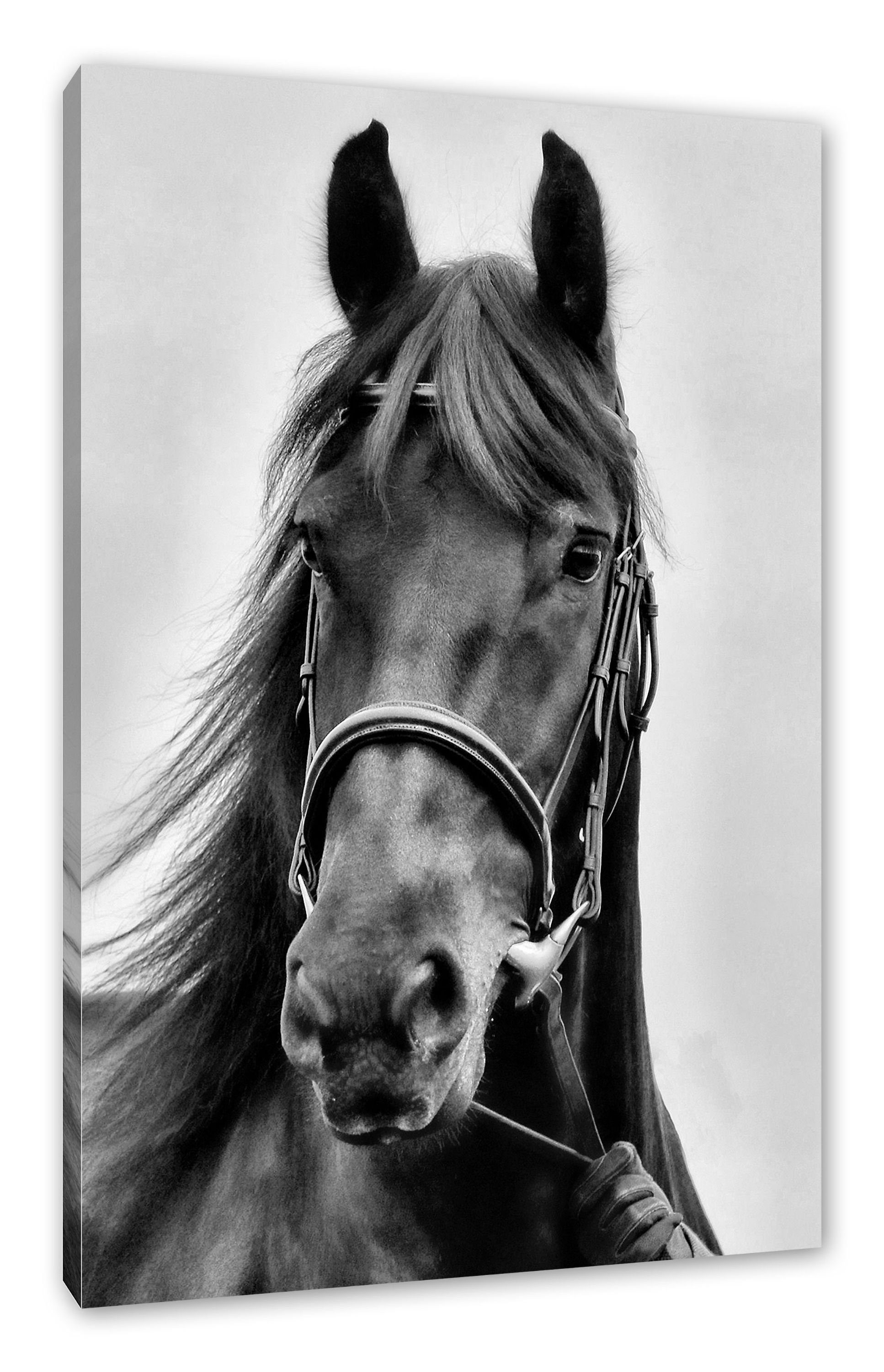 Pixxprint Leinwandbild braunes Pferd, braunes Pferd (1 St), Leinwandbild fertig bespannt, inkl. Zackenaufhänger