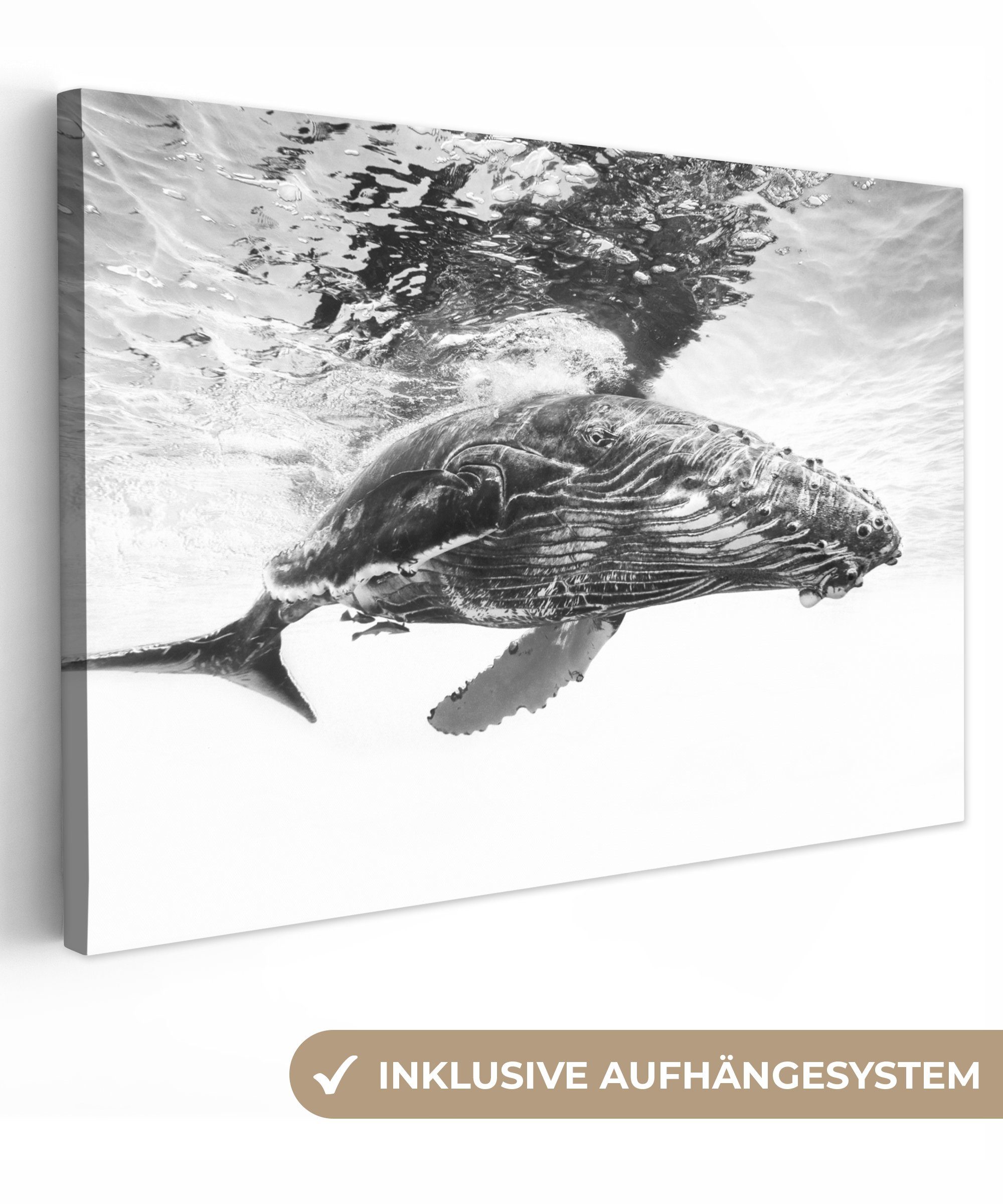 OneMillionCanvasses® Leinwandbild Wal - Wasser - günstig online kaufen