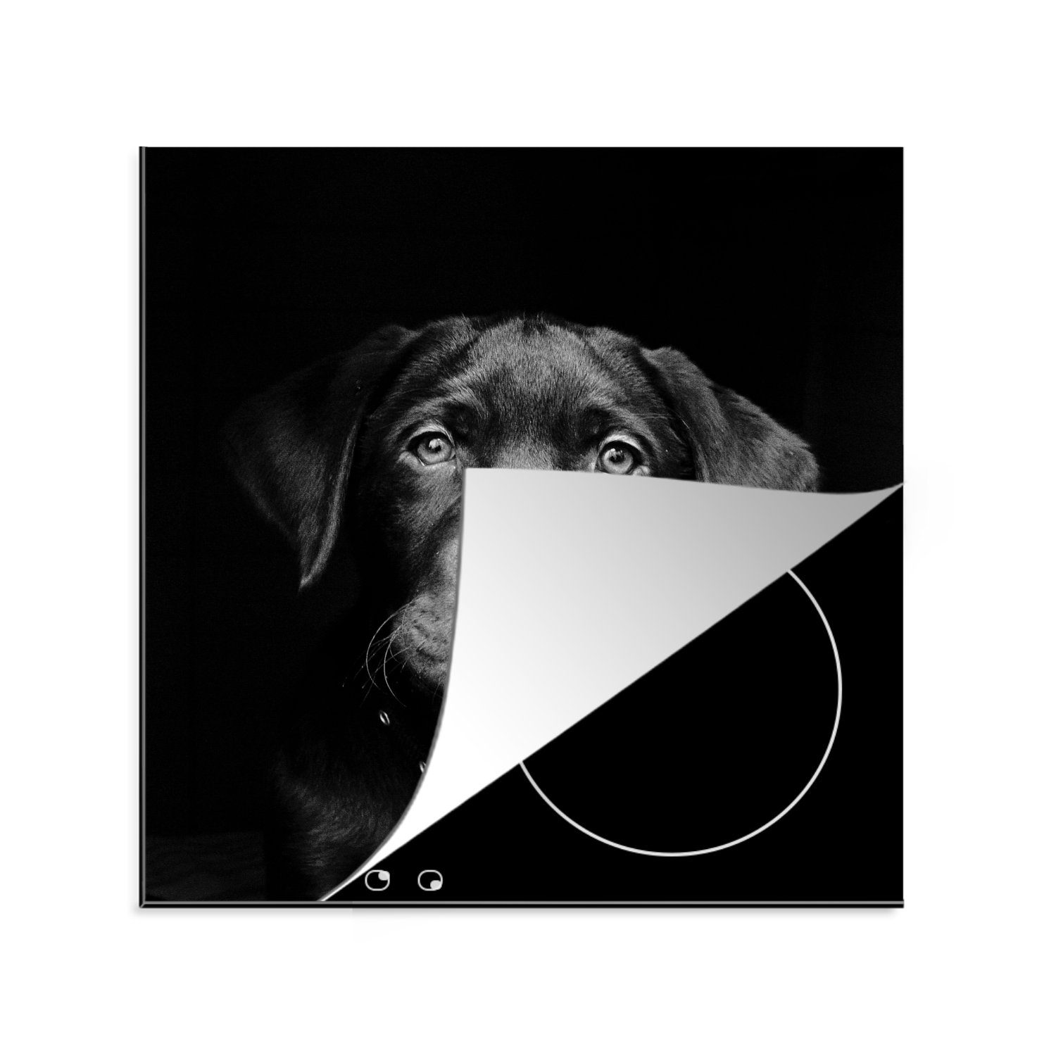 MuchoWow Herdblende-/Abdeckplatte Nahaufnahme Labrador Welpe vor schwarzem Hintergrund in schwarz und, Vinyl, (1 tlg), 78x78 cm, Ceranfeldabdeckung, Arbeitsplatte für küche
