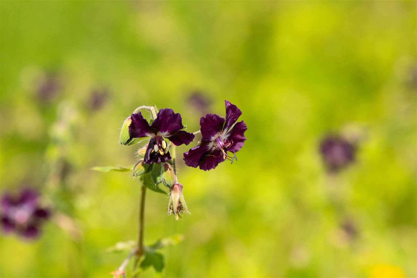 Pflanzen für Dich Staude Geranium phaeum, 1 St., Brauner Storchschnabel, Schatten-Storchschnabel