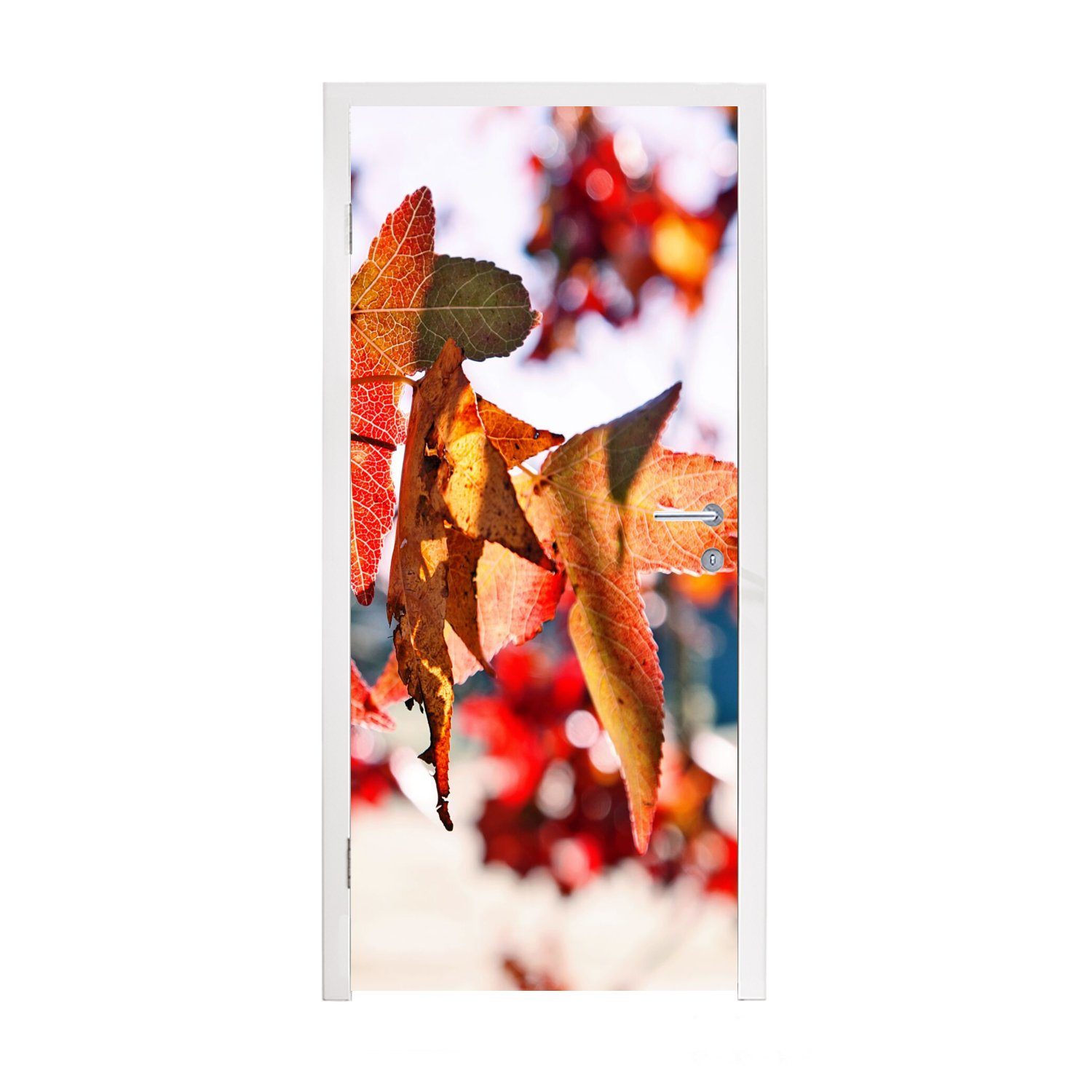 MuchoWow Türtapete Ahorn - Blätter - Rustikal - Herbst, Matt, bedruckt, (1 St), Fototapete für Tür, Türaufkleber, 75x205 cm