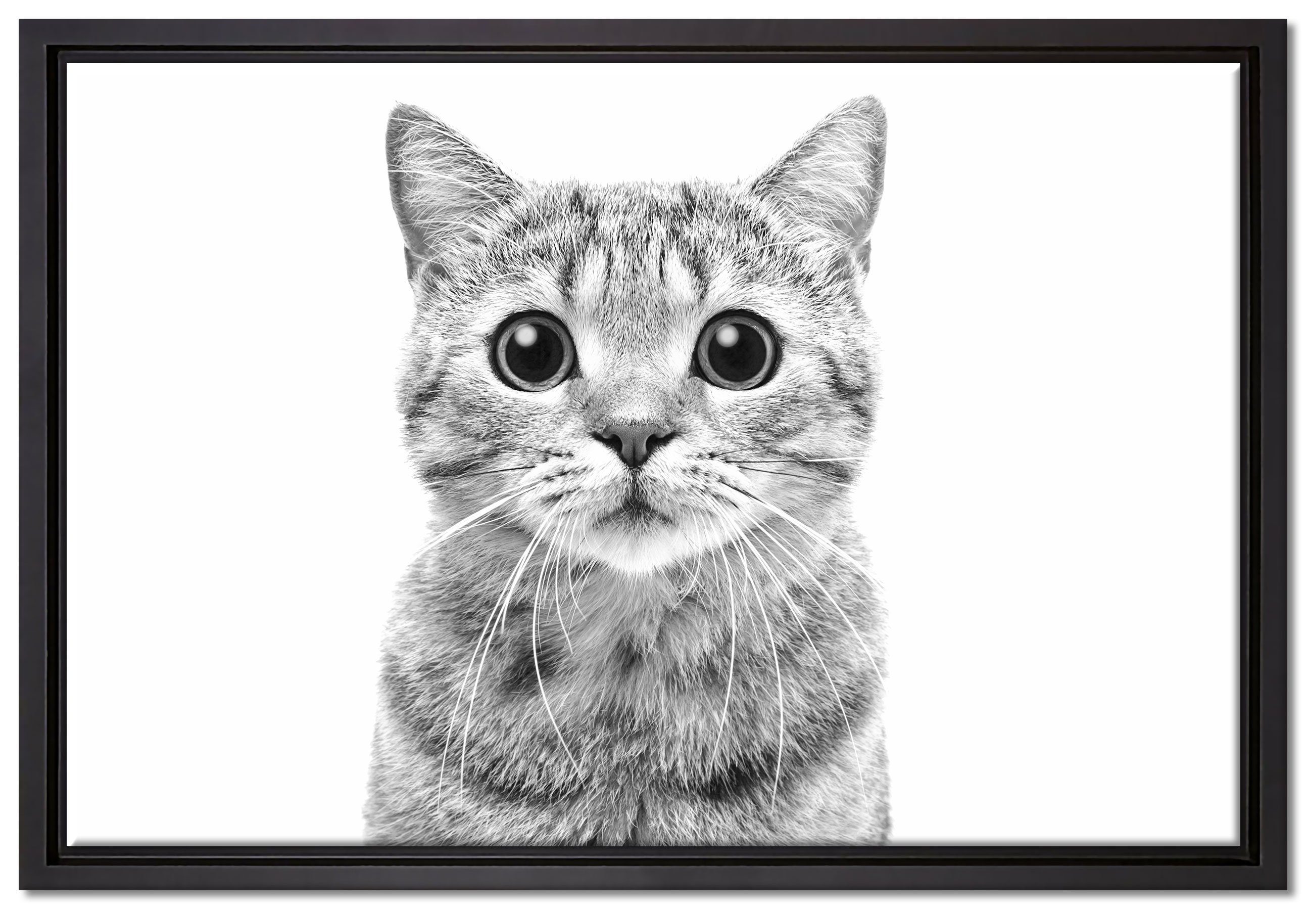 Pixxprint Leinwandbild Katze Straight, inkl. Zackenaufhänger einem Scottish fertig Wanddekoration St), in bespannt, Leinwandbild Schattenfugen-Bilderrahmen gefasst, (1