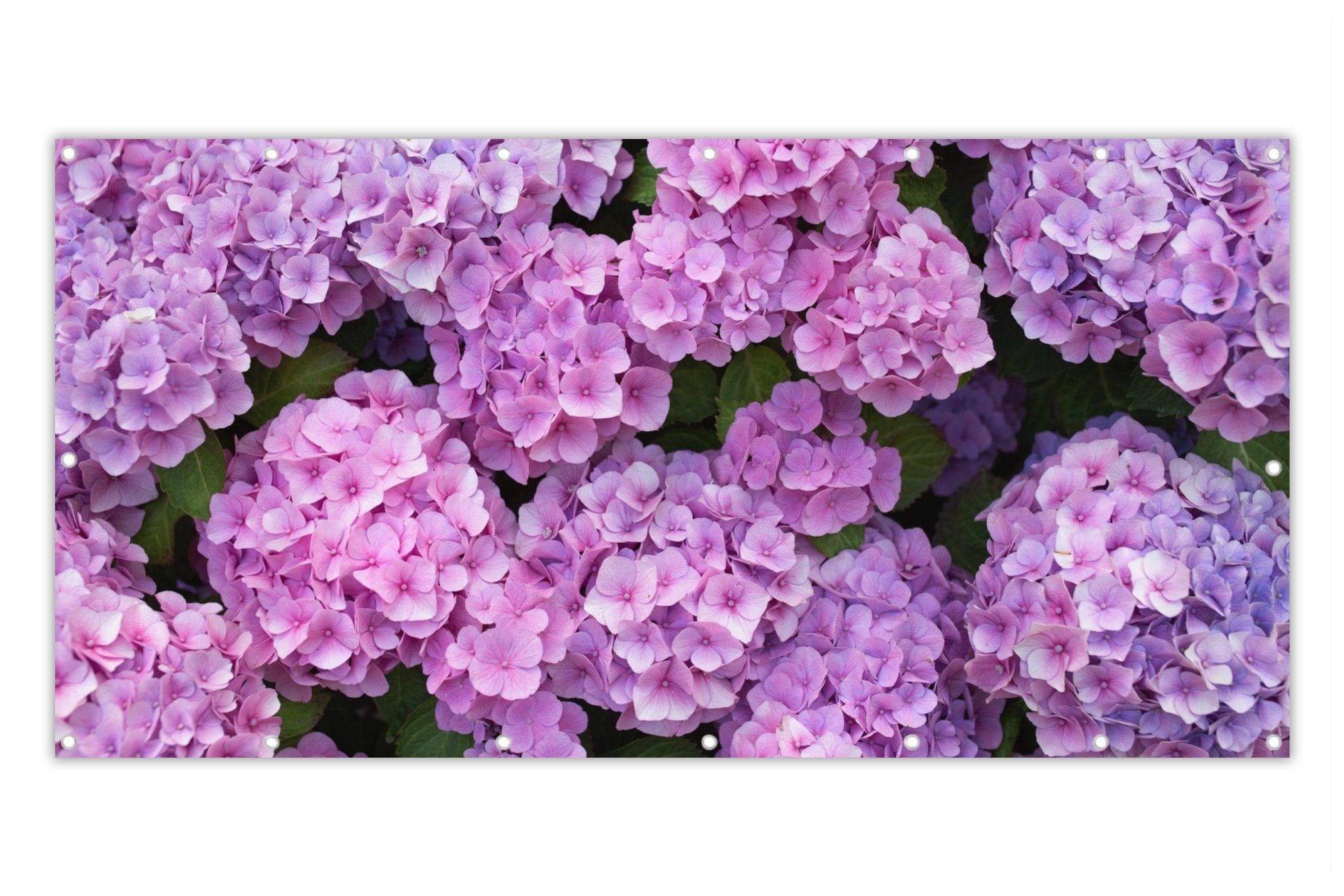 MuchoWow Balkonsichtschutz Blumen - Hortensie - Strauch - Rosa - Blütenblätter (1-St) Balkon Sichtschutz 90x200, Windschutz für Zaun PVC, 200x90 cm