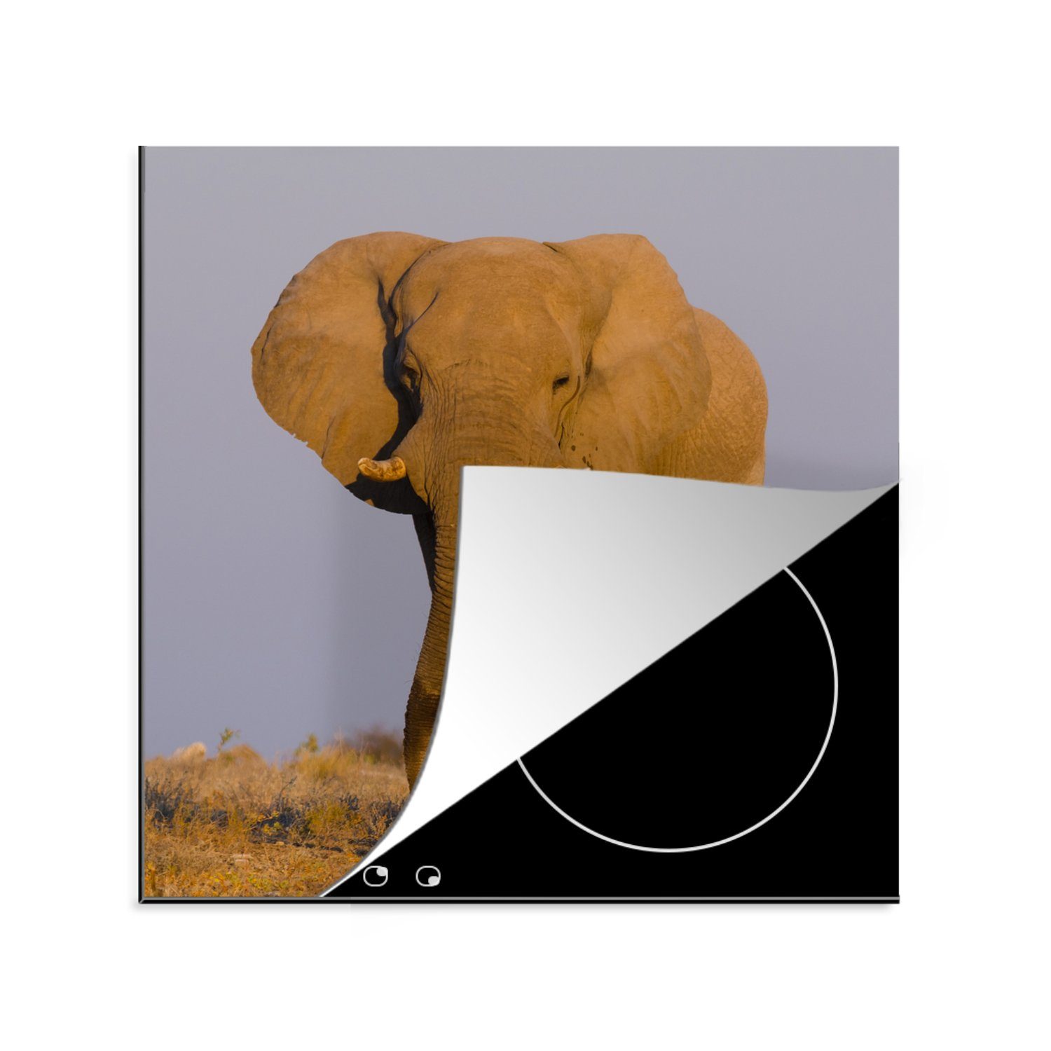 küche MuchoWow - (1 Ceranfeldabdeckung, für 78x78 cm, Elefant Tier Herdblende-/Abdeckplatte Arbeitsplatte tlg), Gras, Vinyl, -