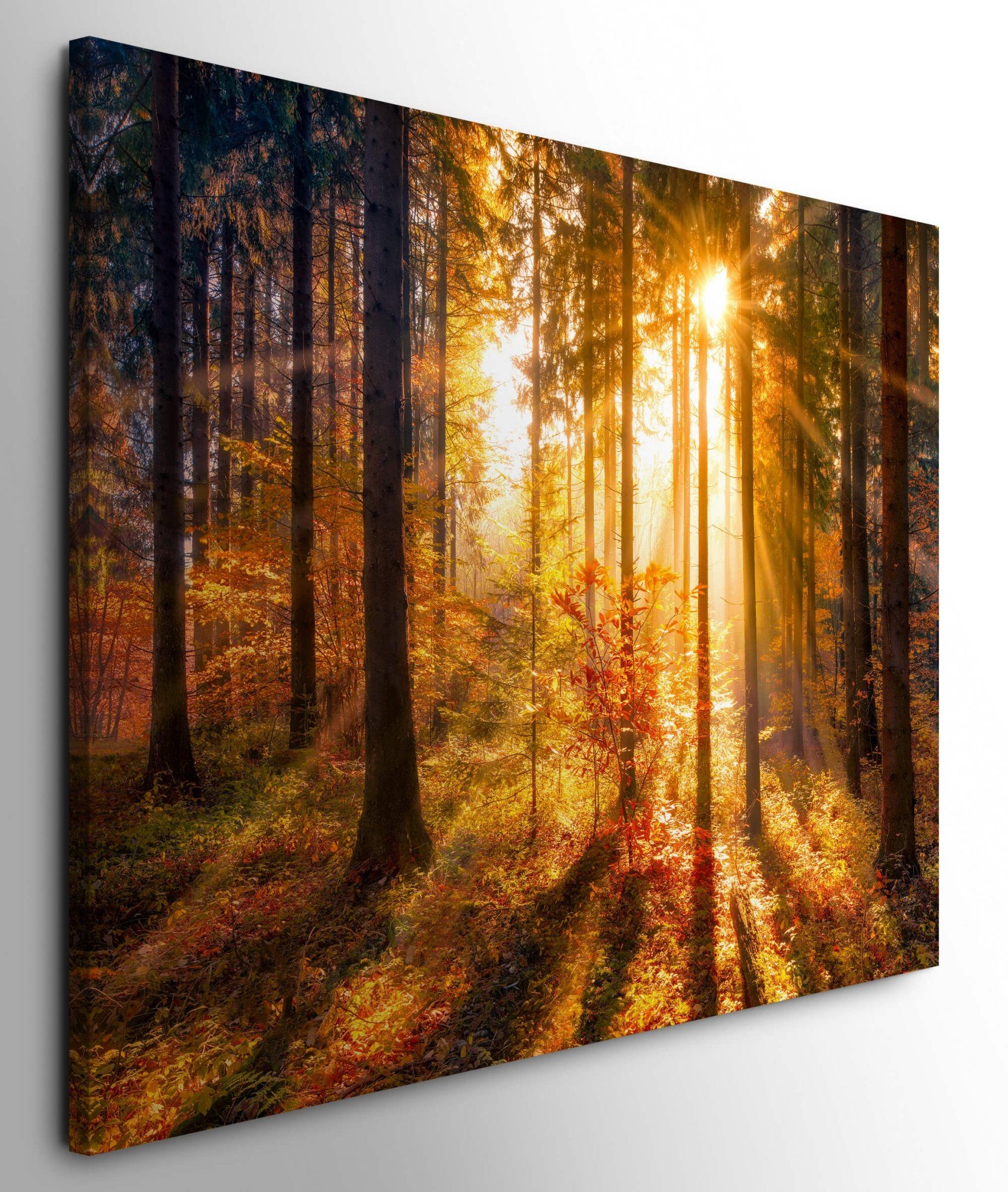 möbel-direkt.de Leinwandbild Bilder XXL Herbstwald mit günstig online kaufen