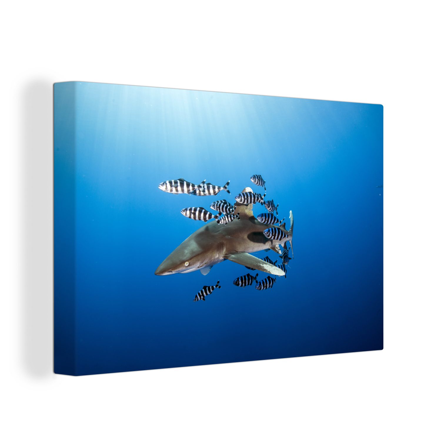 OneMillionCanvasses® Leinwandbild Hai mit Fisch, (1 St), Wandbild Leinwandbilder, Aufhängefertig, Wanddeko, 30x20 cm