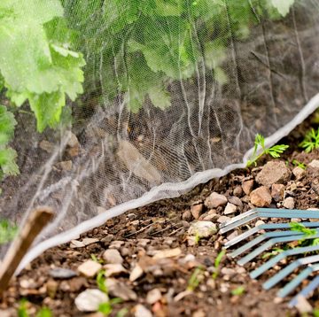 Windhager Schädlingsschutznetz, Insektenschutznetz, LxB: 5x2 m