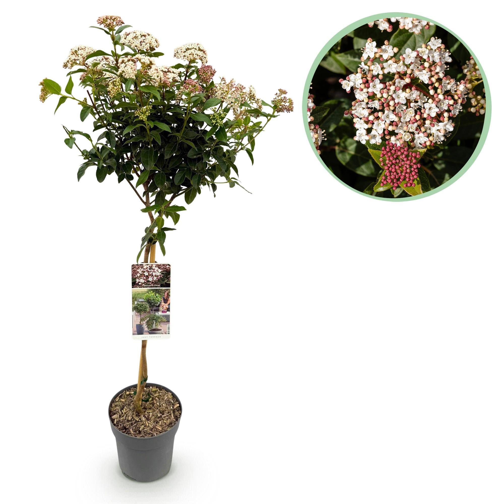 Florora Topfpflanze Viburnum tinus - Mittelmeer-Schneeball - 90 cm – Topf 19 cm
