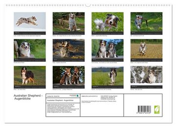 CALVENDO Wandkalender Australian Shepherd - Augenblicke (Premium, hochwertiger DIN A2 Wandkalender 2023, Kunstdruck in Hochglanz)