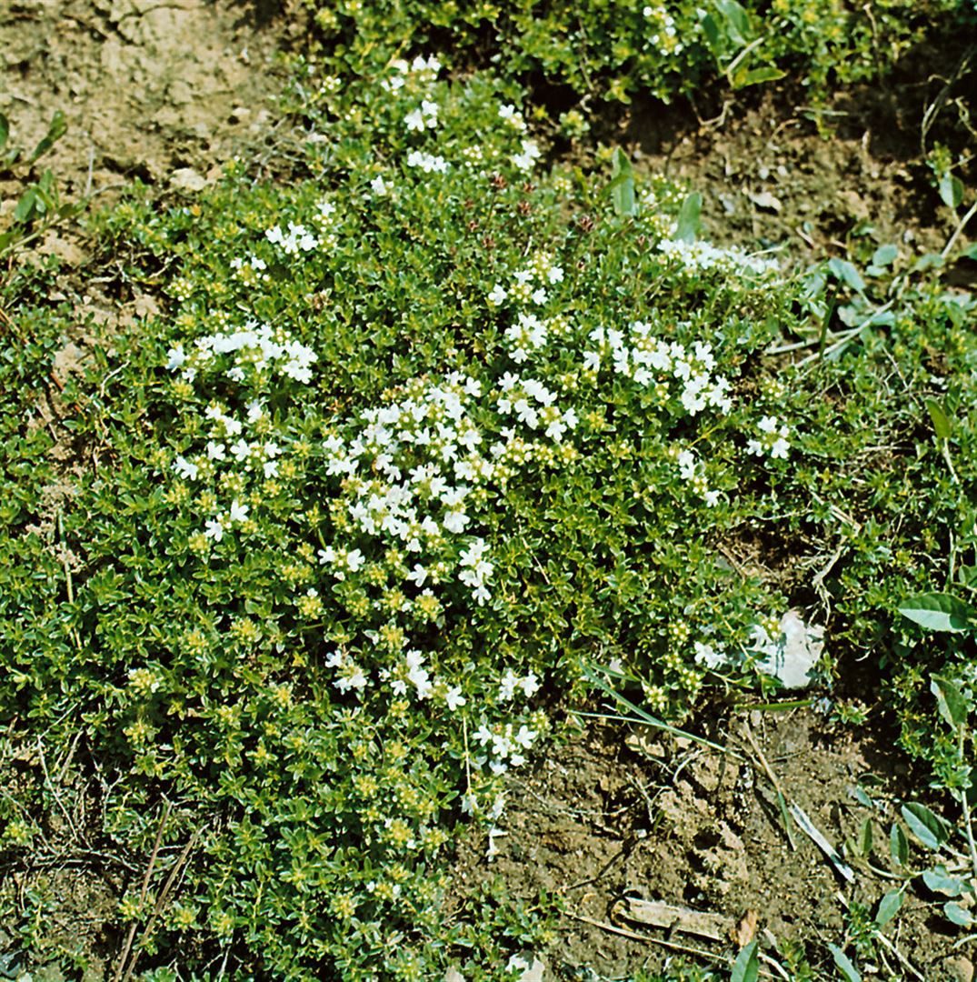 Pflanzen für Dich Bodendecker Thymus serpyllum var.albus, 1 St., Weißer Sand-Thymian, Weißer Feldthymian, Weißer Quendel, weiße Blüten, bodendecker