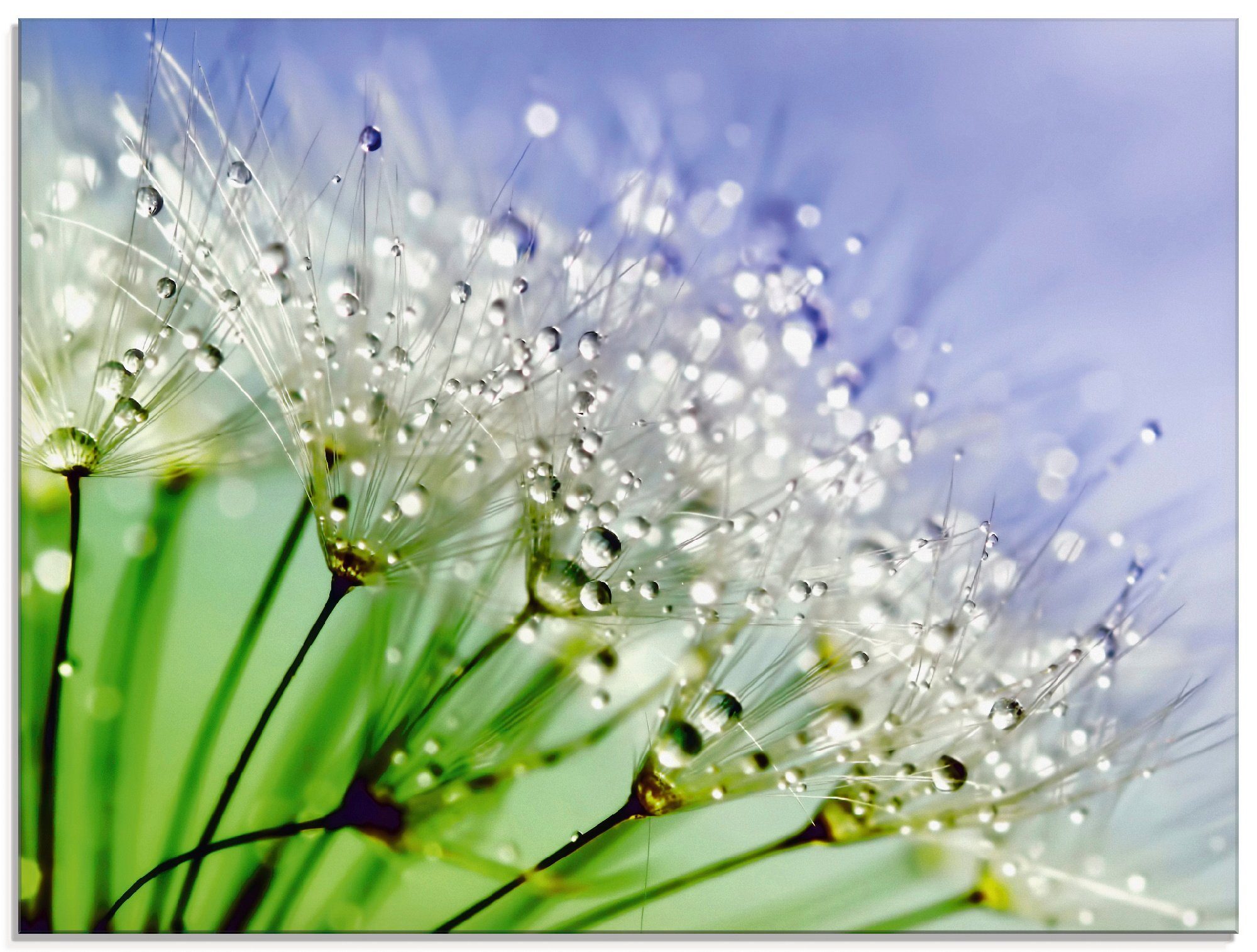 Größen St), Glasbild Blumen Artland Pusteblume, Glitzernde in verschiedenen (1