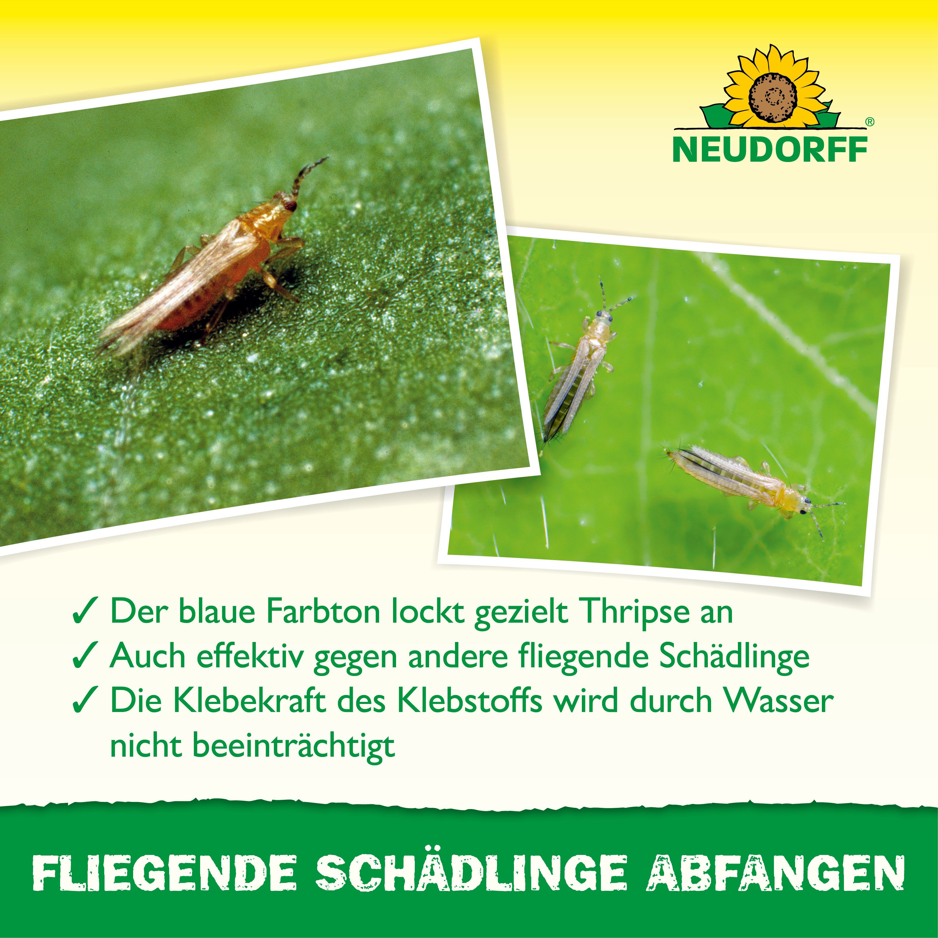 Neudorff Klebefalle Neudorff Blau-Sticker 10 Stück, 10 Blau-Sticker speziell zum Abfangen von Thripsen – Bild 4 von 5