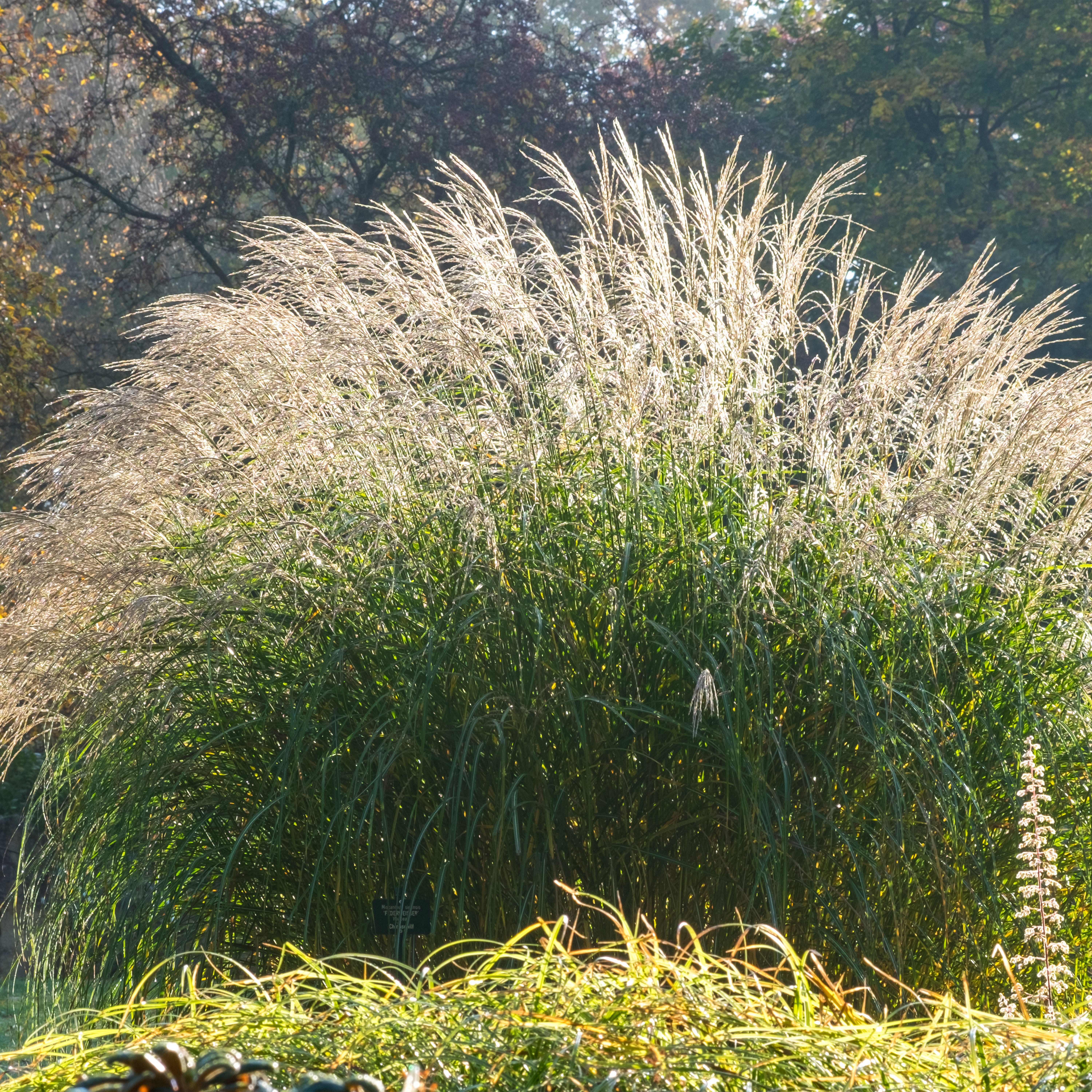 Bloomique Gräser Bloomique - 3er Set - Miscanthus Sinensis - Blühendes Schilf - Ziergra, 3 St.