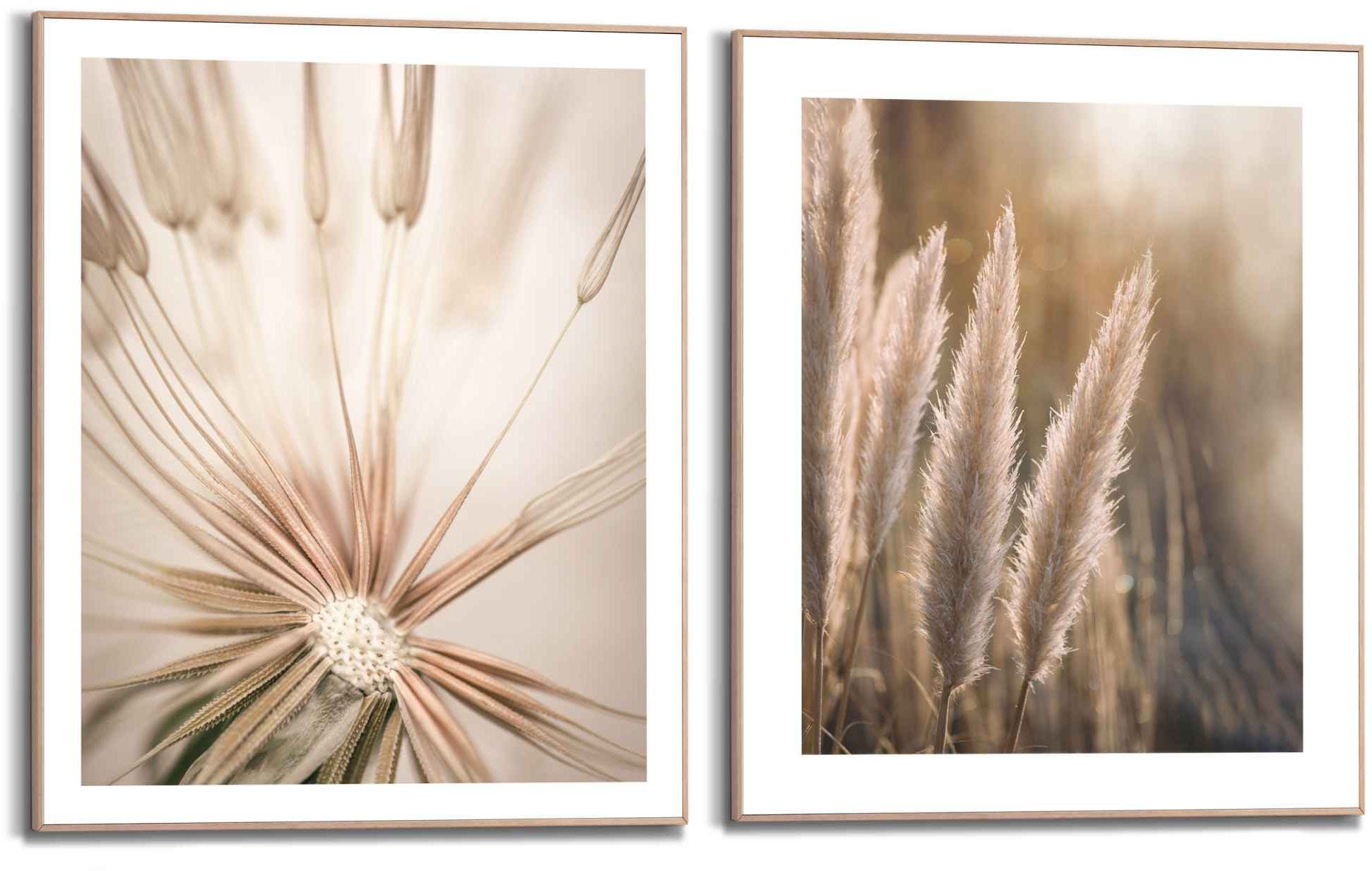 Reinders! Wandbild Natur St) Pampas Nahaufnahme, (2 - - Botanisch Löwenzahn 