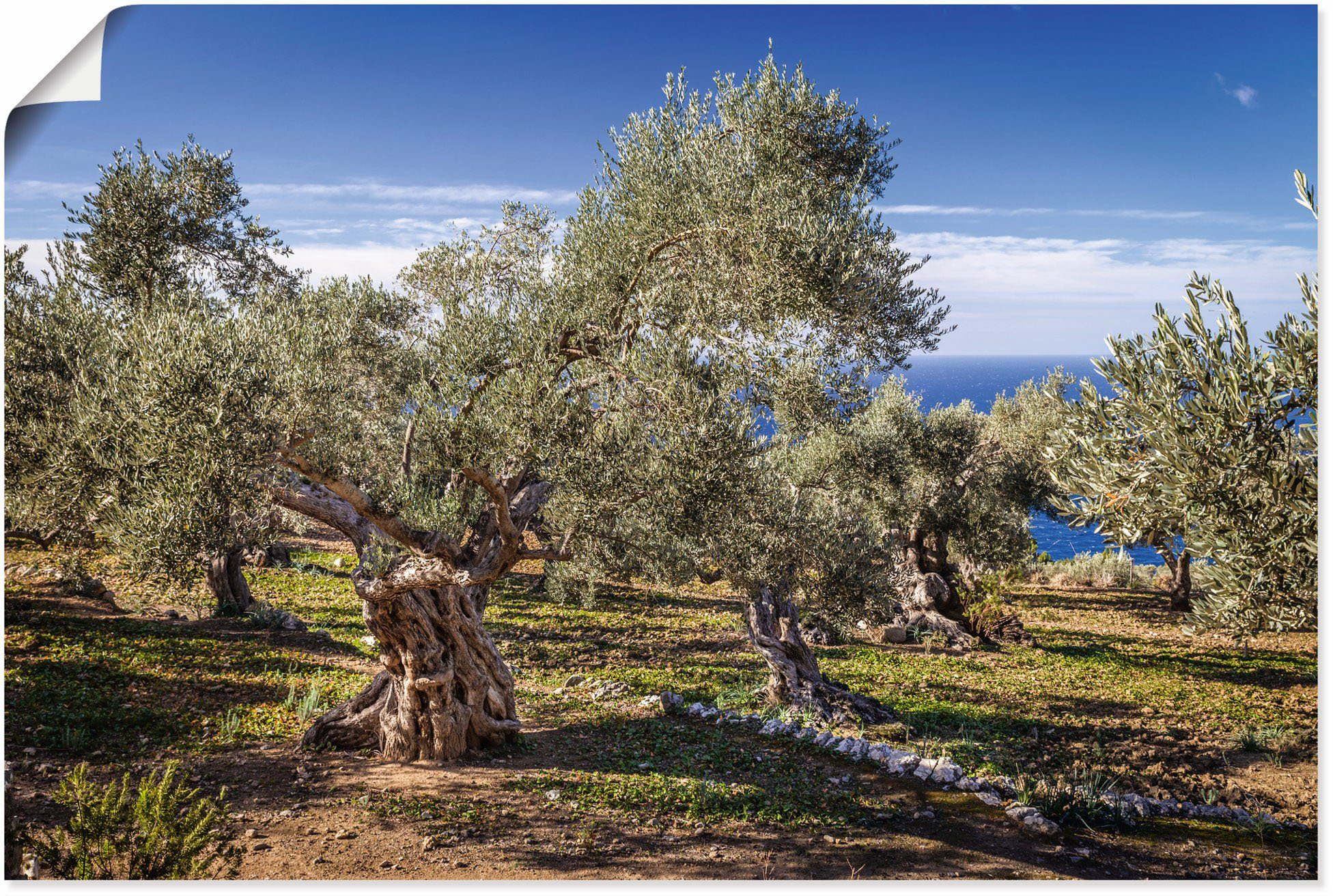 Artland Wandbild Olivenhain in der Serra de Tramuntana, Küstenbilder (1 St),  als Alubild, Leinwandbild, Wandaufkleber oder Poster in versch. Größen