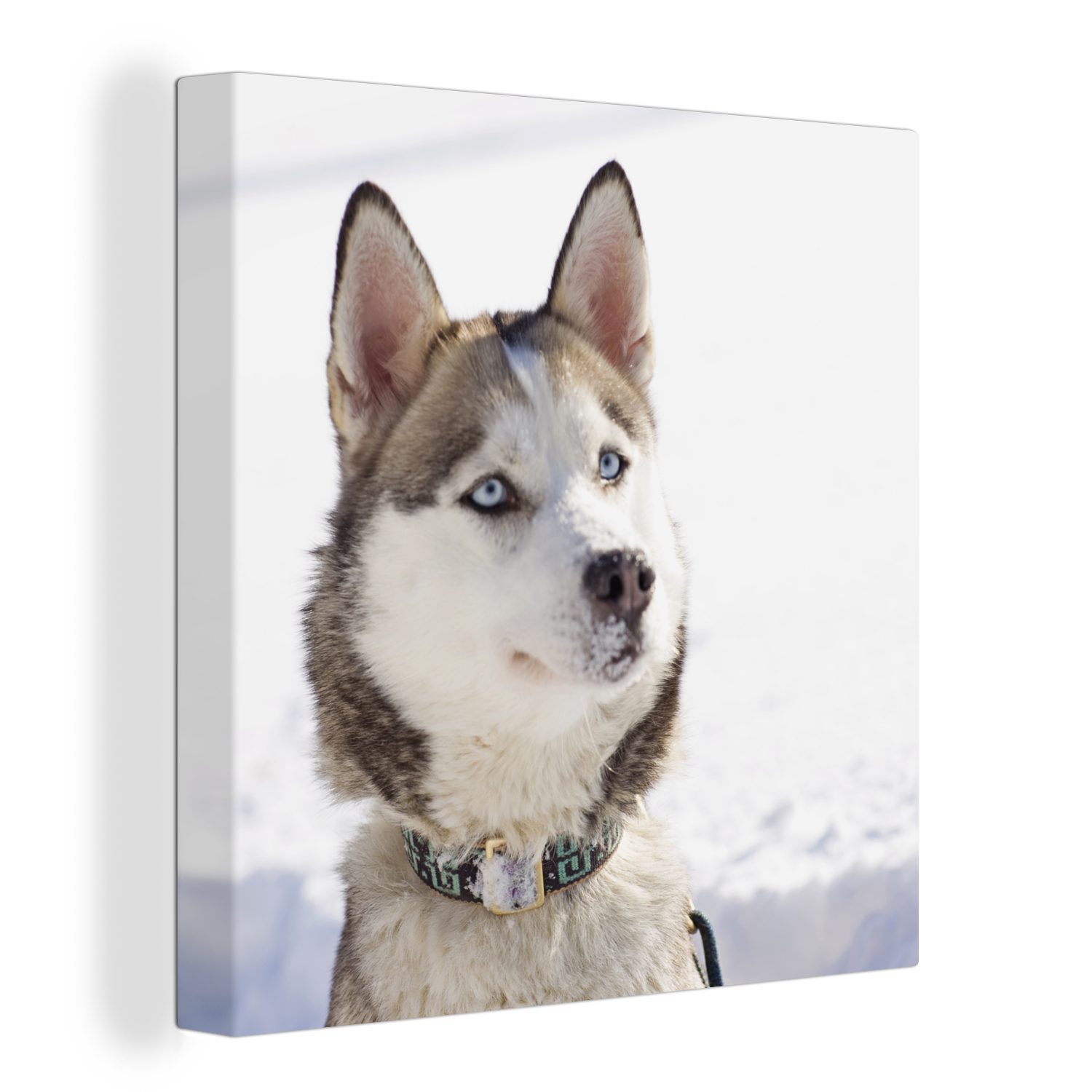 Bilder OneMillionCanvasses® für Sibirischer Wohnzimmer (1 St), Schlafzimmer Schnee, Leinwand im Schlittenhund Leinwandbild