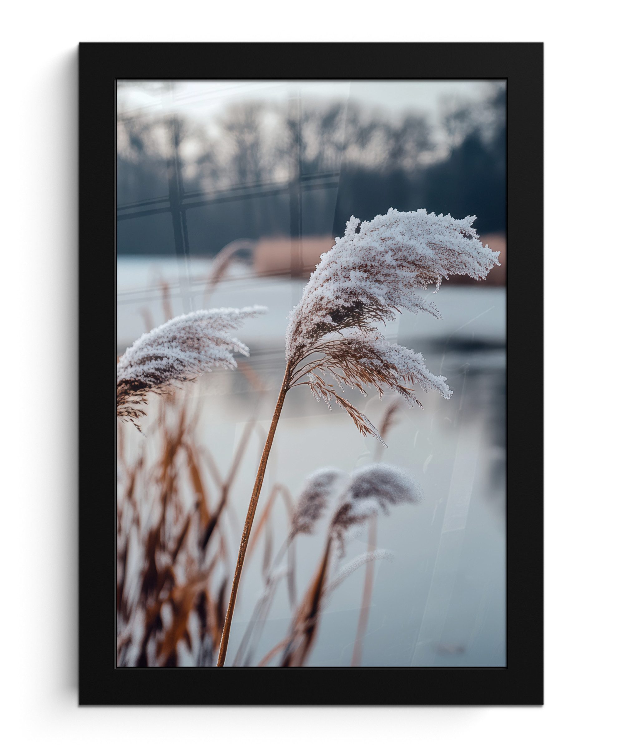 Poster Schilf - Gras - Natur - Winter - See