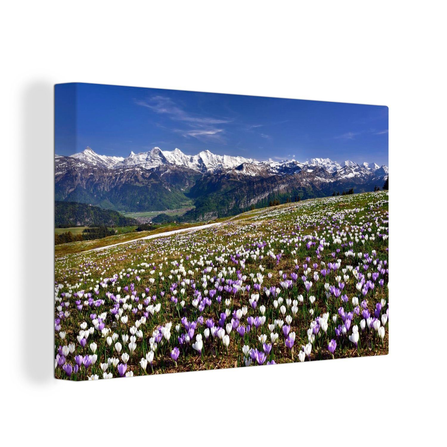 OneMillionCanvasses® Leinwandbild Krokuswiese oberhalb der Berner Alpen in der Schweiz, (1 St), Wandbild Leinwandbilder, Aufhängefertig, Wanddeko, 30x20 cm