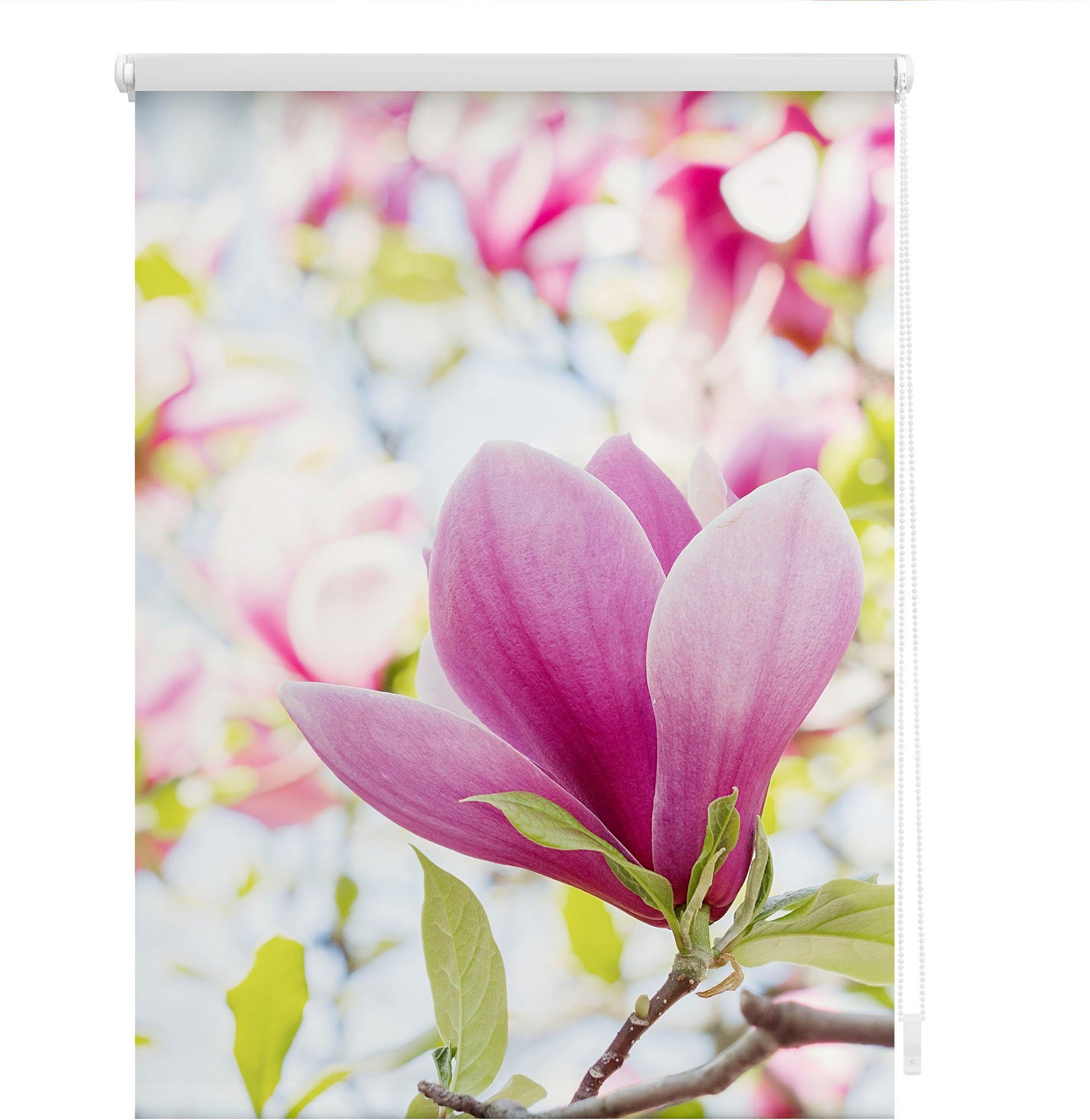 Seitenzugrollo Klemmfix Motiv Magnolie, LICHTBLICK ORIGINAL, günstig online kaufen