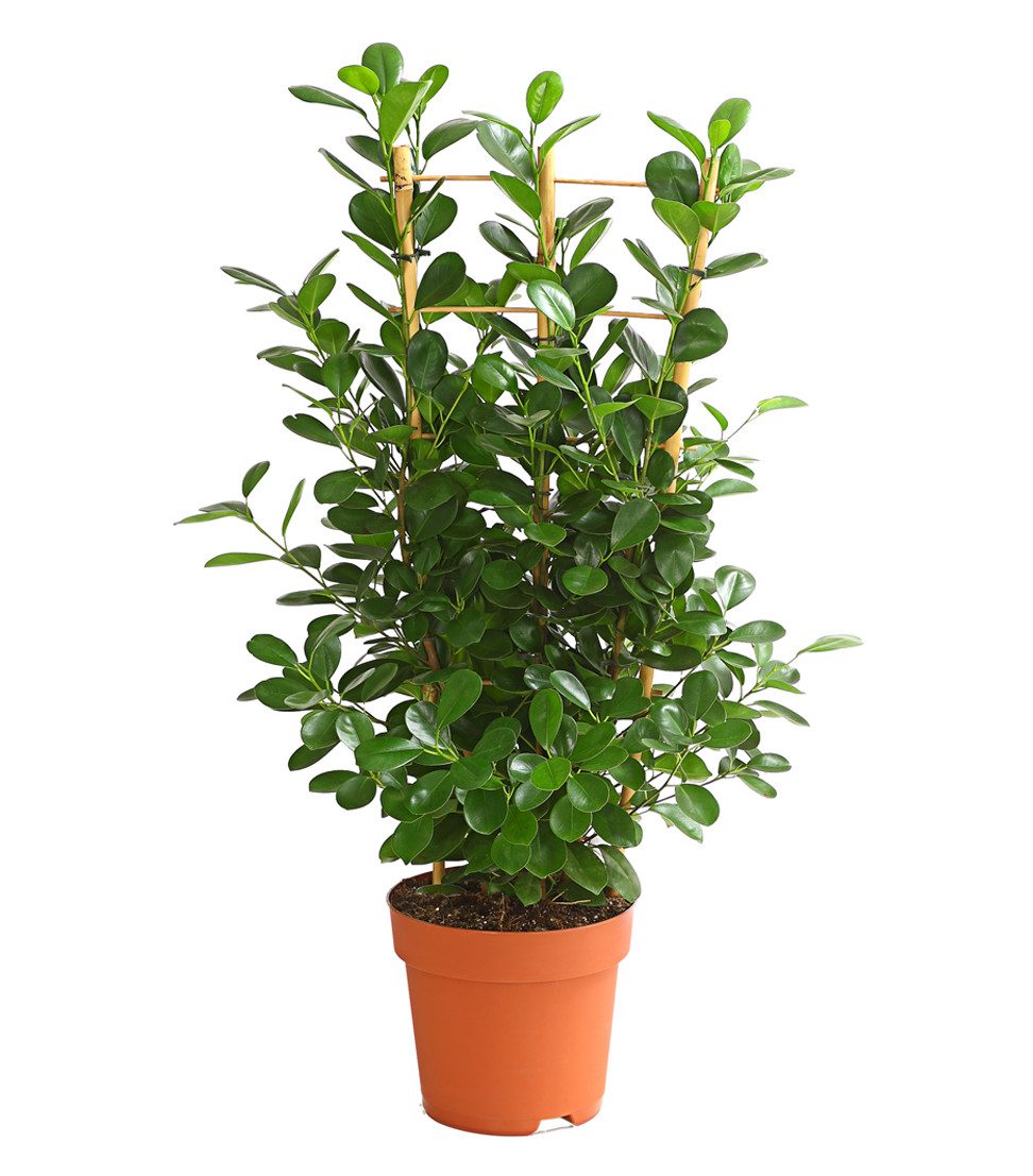Dehner Zimmerpflanze Lorbeer-Feige Moclame, Ficus microcarpa, mit Spalier, ca. 90-100 cm, Gummibaum mit kräftigen, glänzenden Blättern