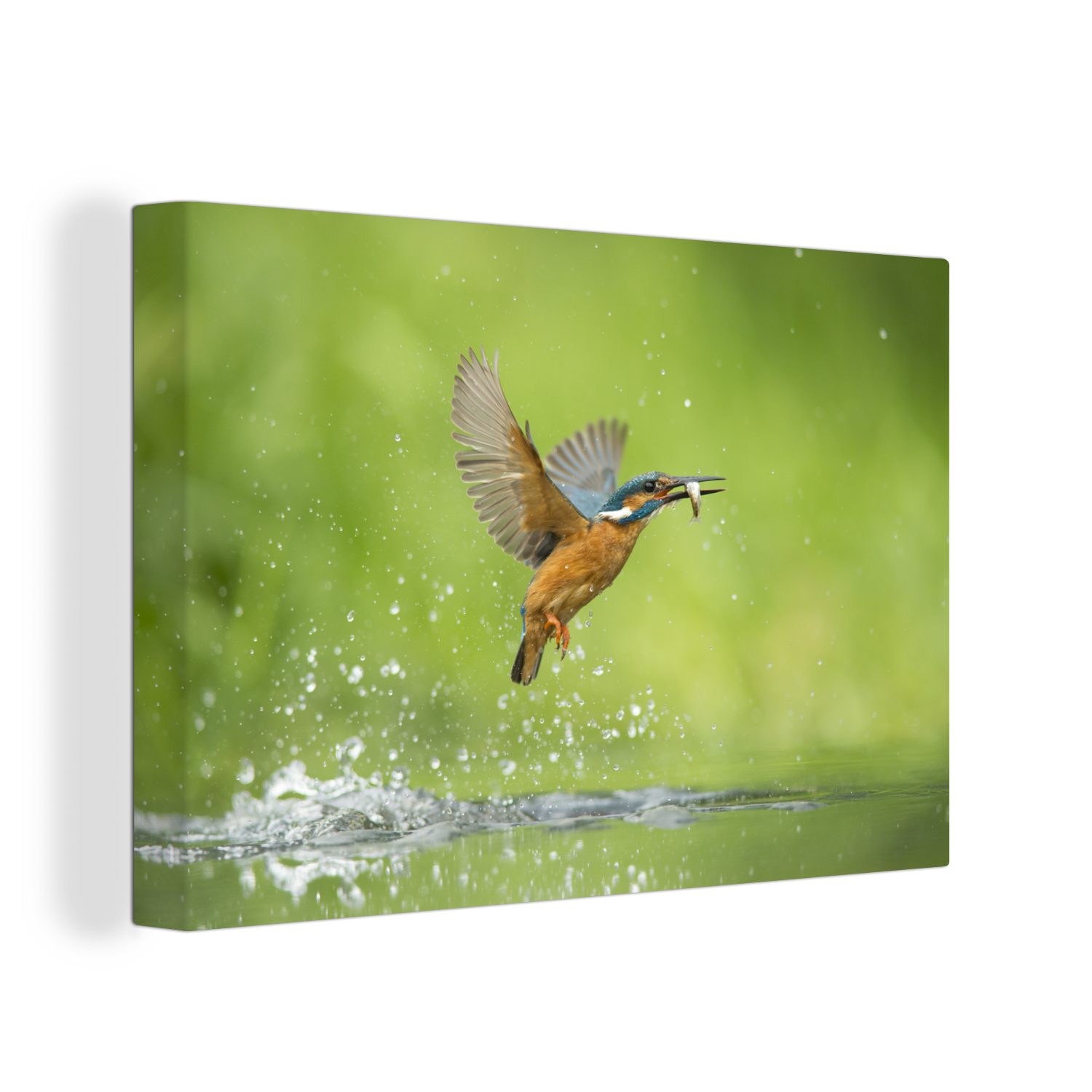 OneMillionCanvasses® Leinwandbild Eisvogel - Fische - Tiere, (1 St), Wandbild Leinwandbilder, Aufhängefertig, Wanddeko, 30x20 cm