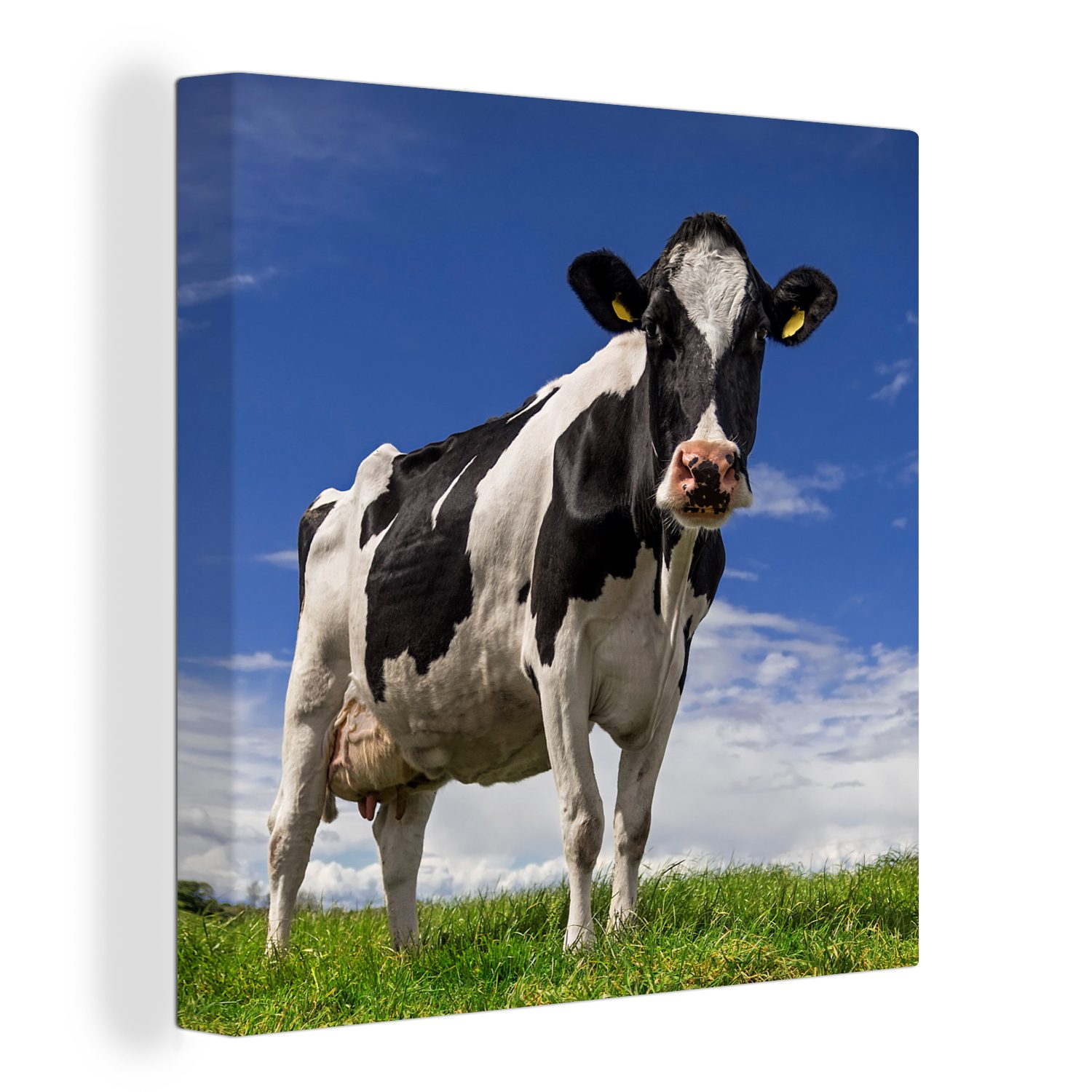 OneMillionCanvasses® Leinwandbild Kuh - Gras - Blau - Tiere, (1 St), Leinwand Bilder für Wohnzimmer Schlafzimmer bunt