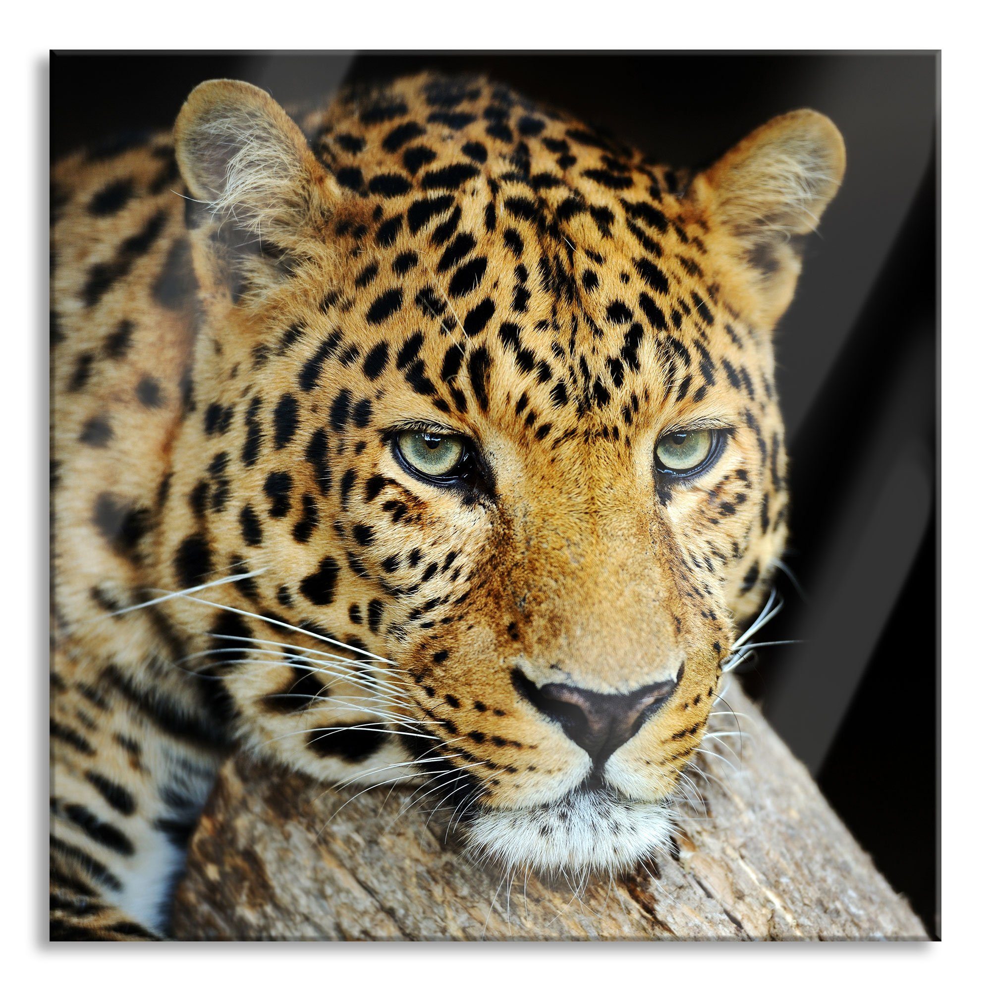 inkl. Ruhiger Leopard, Aufhängungen Leopard Ruhiger Glasbild St), Abstandshalter Echtglas, aus (1 Pixxprint Glasbild und