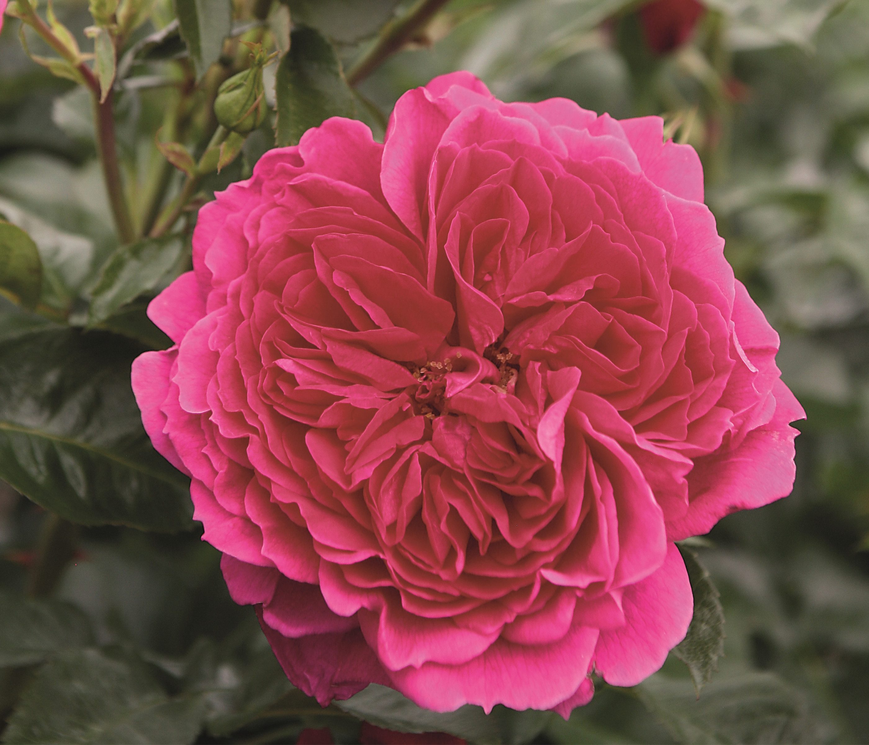 Dehner Rose Nostalgie®-Strauchrose Soul®, pinke Blüten, dicht gefüllt und duftend, Züchter Tantau