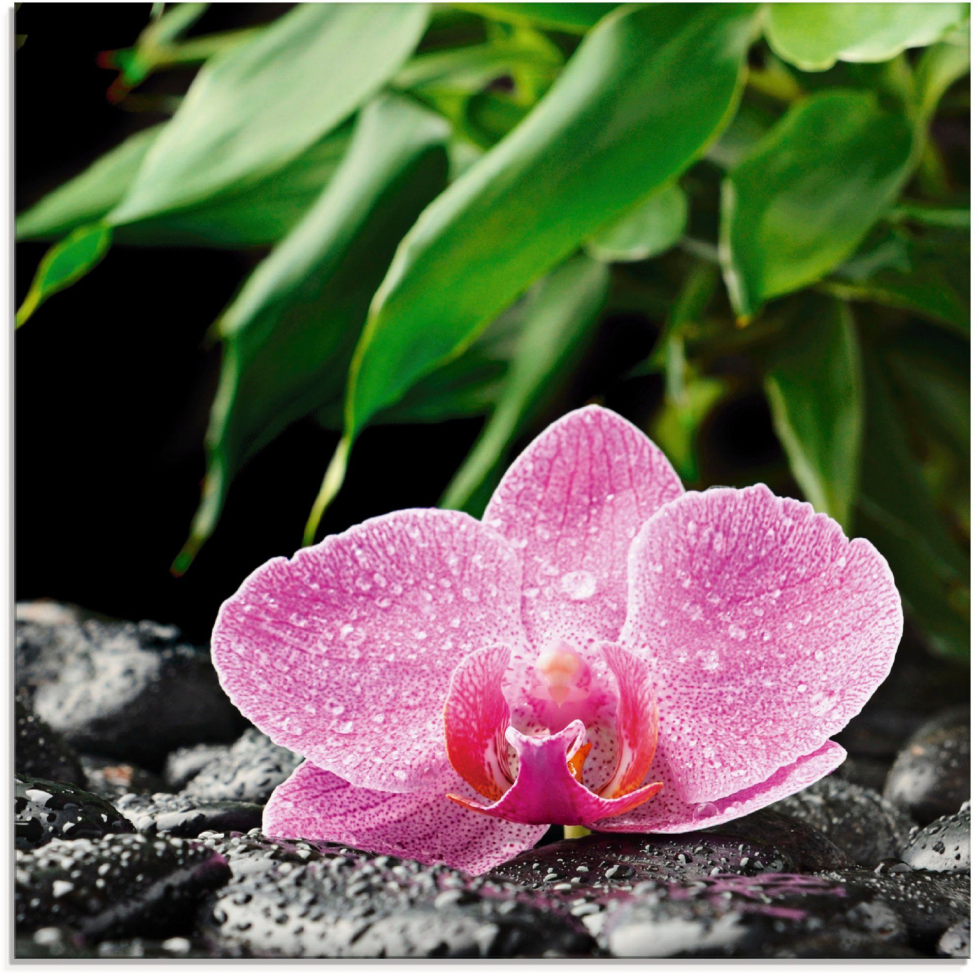 Artland Glasbild Rosa Orchidee auf schwarzen Zen Steinen, Blumen (1 St), in verschiedenen Größen | Bilder