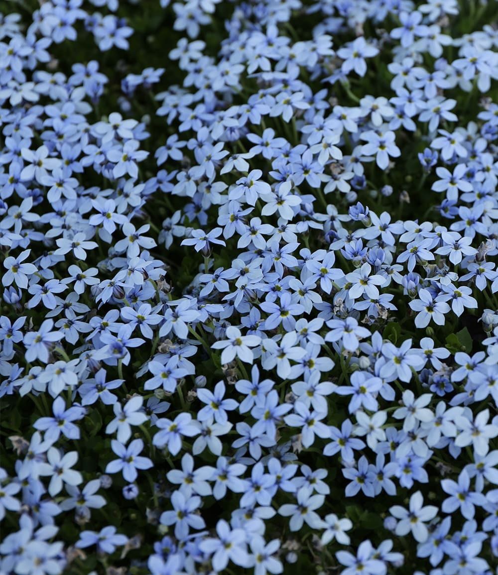 BALDUR Garten Bodendecker Isotoma 'Blue Foot®', 3 St., Schnellwachsend, winterhart, mehrjährig, pflegeleicht