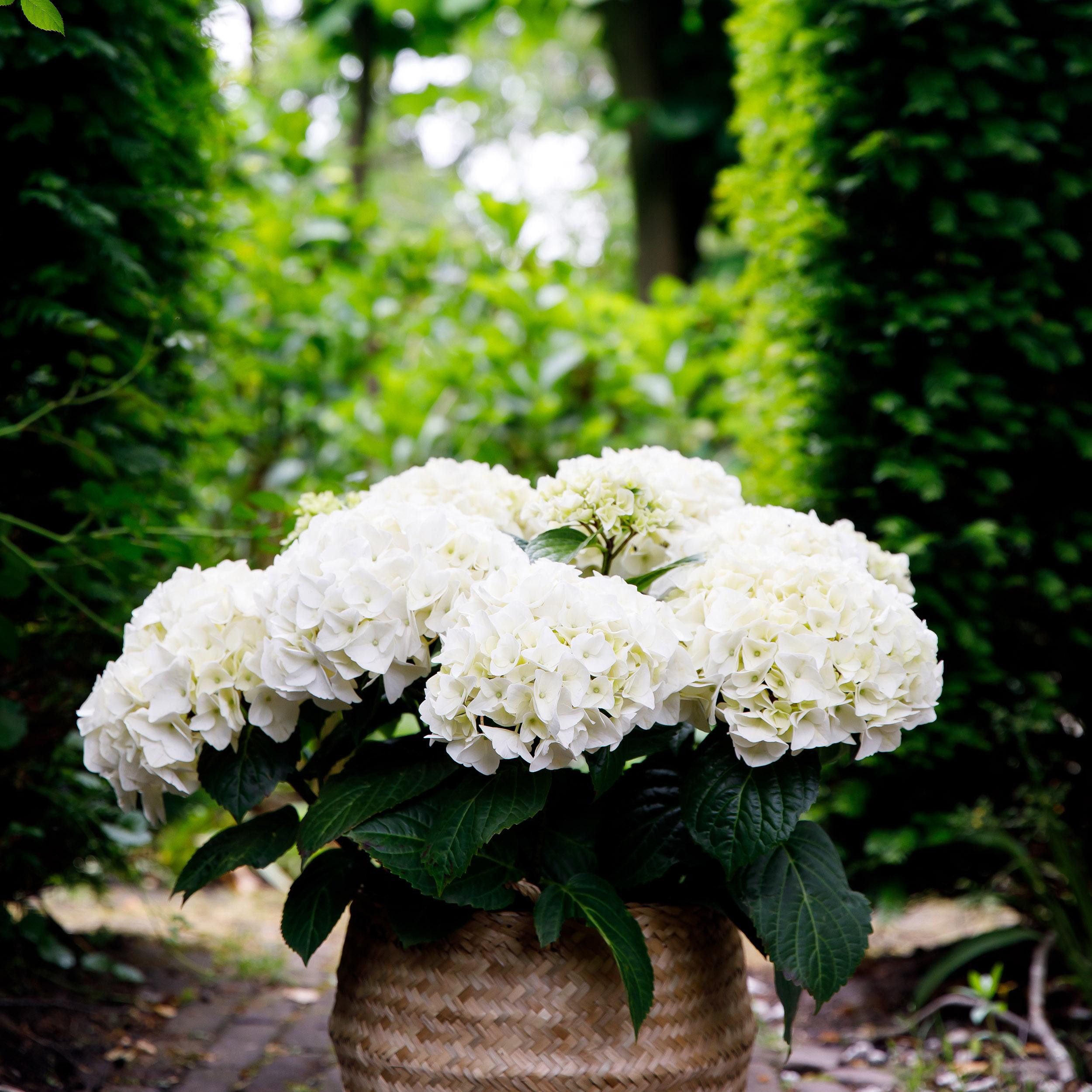 Exotenherz Beetpflanze Hortensia - Hydrangea Forever & Ever Weiß - 7-12 Blühten - 23cm Topf