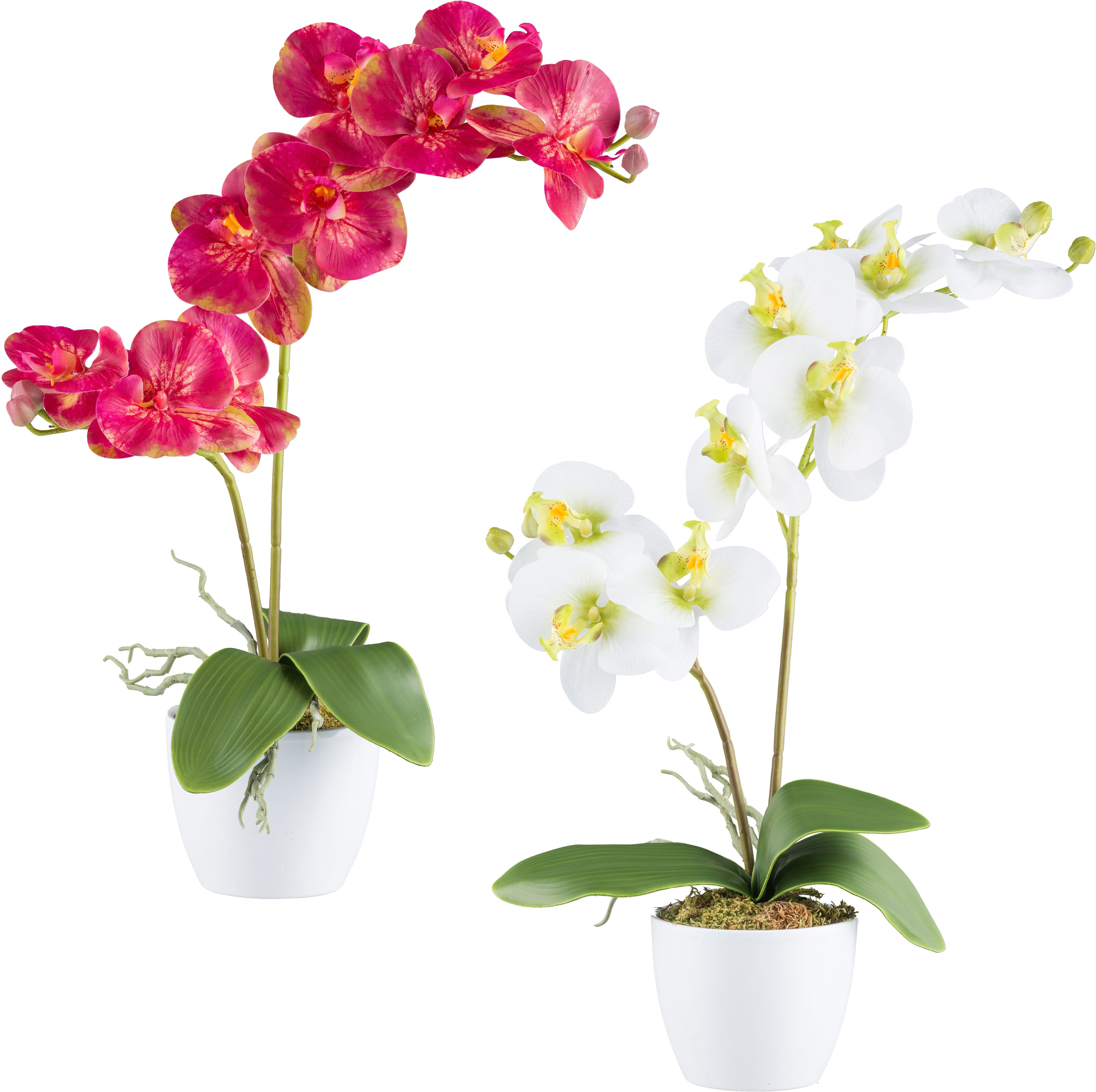 Kunstorchidee Orchidee Phalaenopsis, Creativ green, Höhe günstig online kaufen
