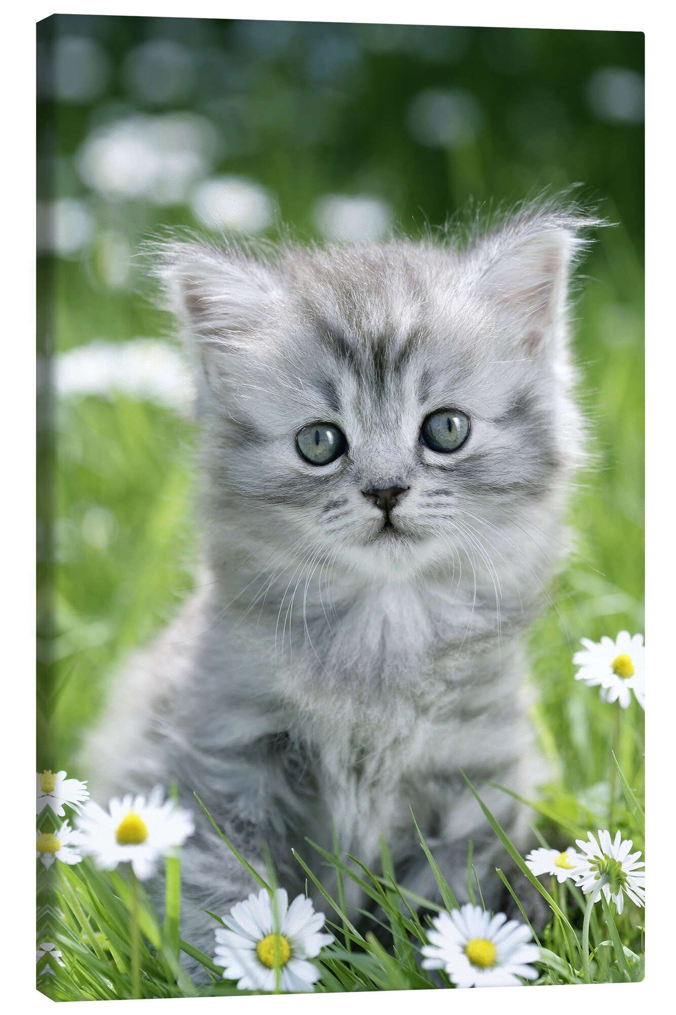 Posterlounge Wandbild graues Kätzchen, Greg Cuddiford, günstig online kaufen