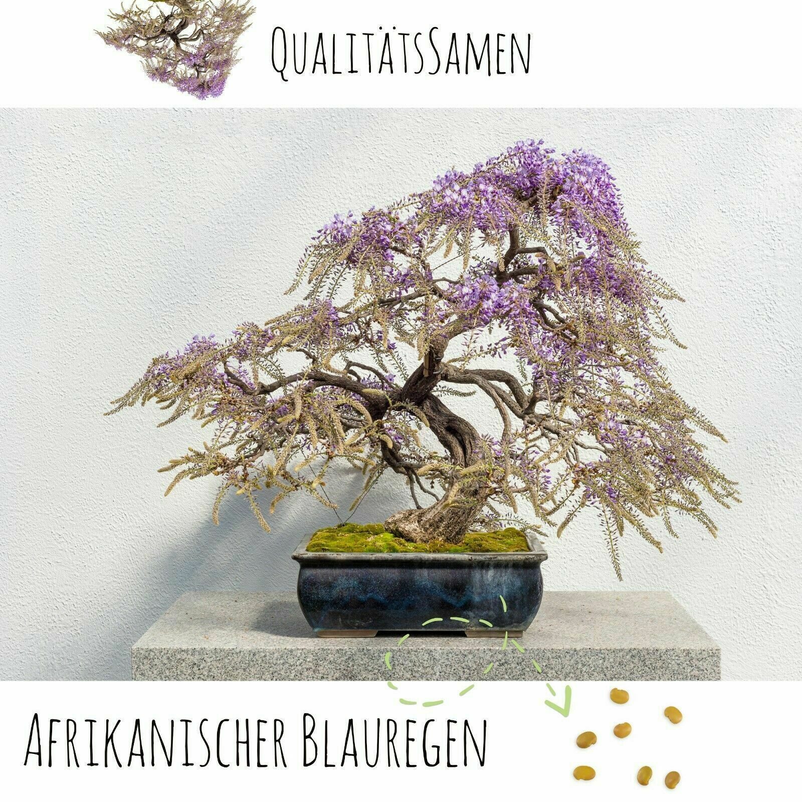 HappySeed Blumensamen Exotische Bonsai Samen mit hoher Keimrate - 5er Set i günstig online kaufen
