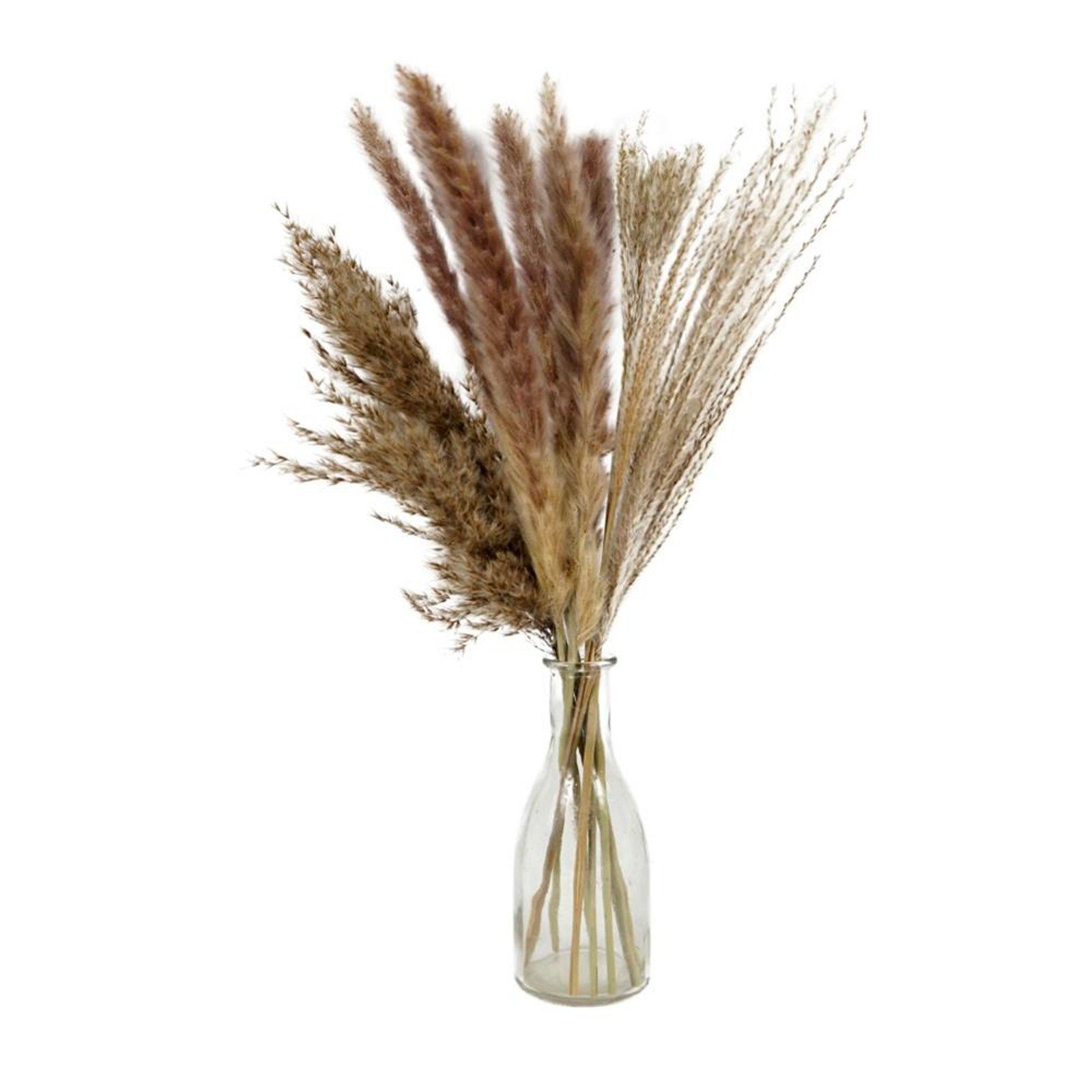Trockenblume Deko Bündel Pampasgras Ziergras Pampas Gras, HAC24, Höhe 50 cm, Getrocknet in Glasvase