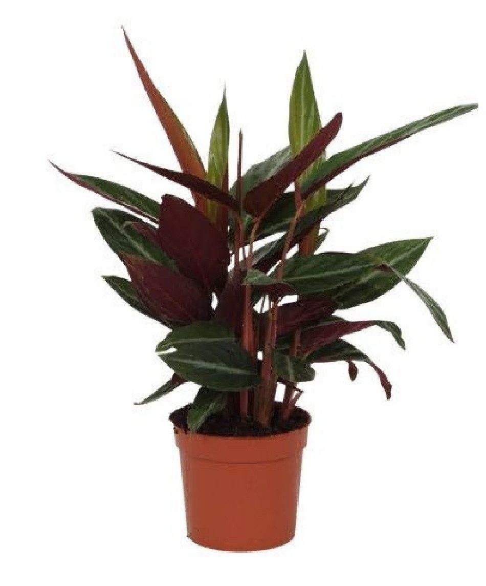 meinvipshop Zimmerpflanze Stromanthe sanguinea Stripestar 40cm Zimmerpflanze