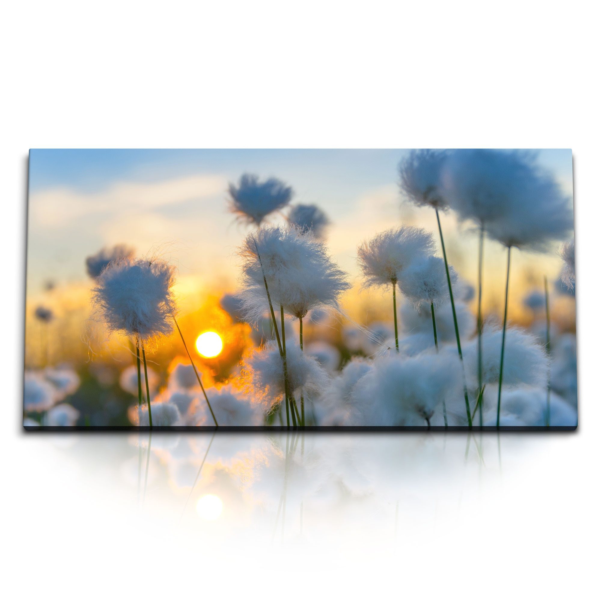 Leinwandbild Kunstdruck Bilder 120x60cm Baumwolle Baumwollblüten Blüten Sonnenunter
