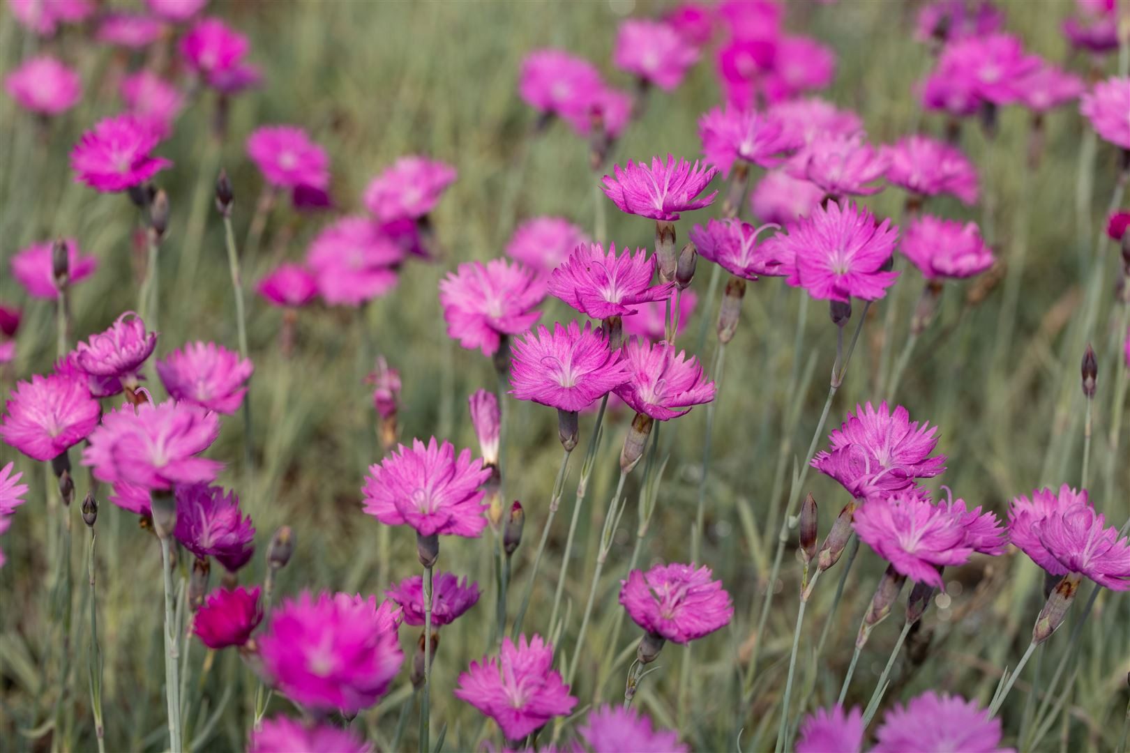 Pflanzen für Dich Staude Dianthus carthusianorum, 1 St., Karthäuser-Nelke