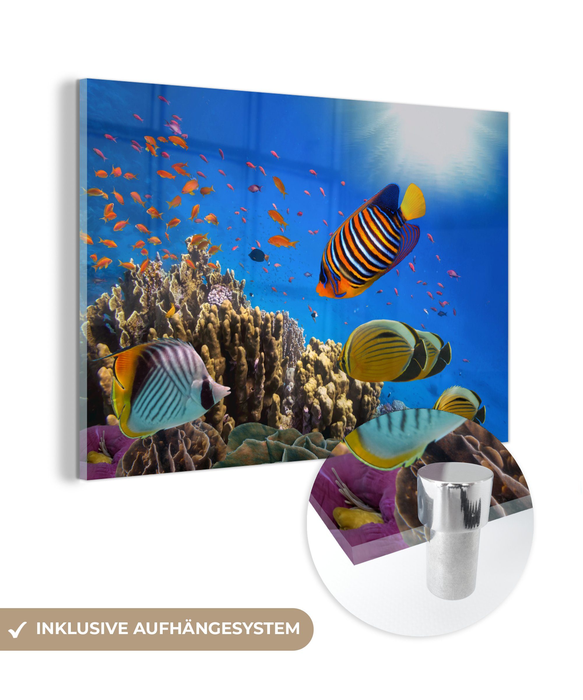 MuchoWow Ägypten, Tropisch - Wohnzimmer Fische Acrylglasbilder - (1 St), & Schlafzimmer Acrylglasbild