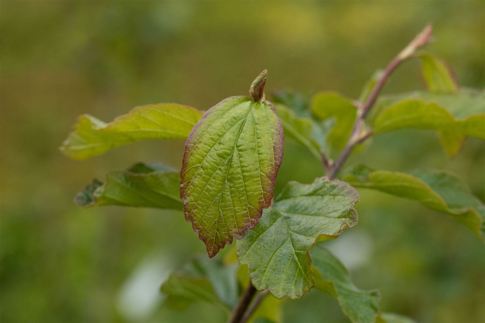 Pflanzen für Dich Gehölze Parrotia persica Vanessa, 1 St., Eisenholzbaum, Persischer Eisenholzbaum