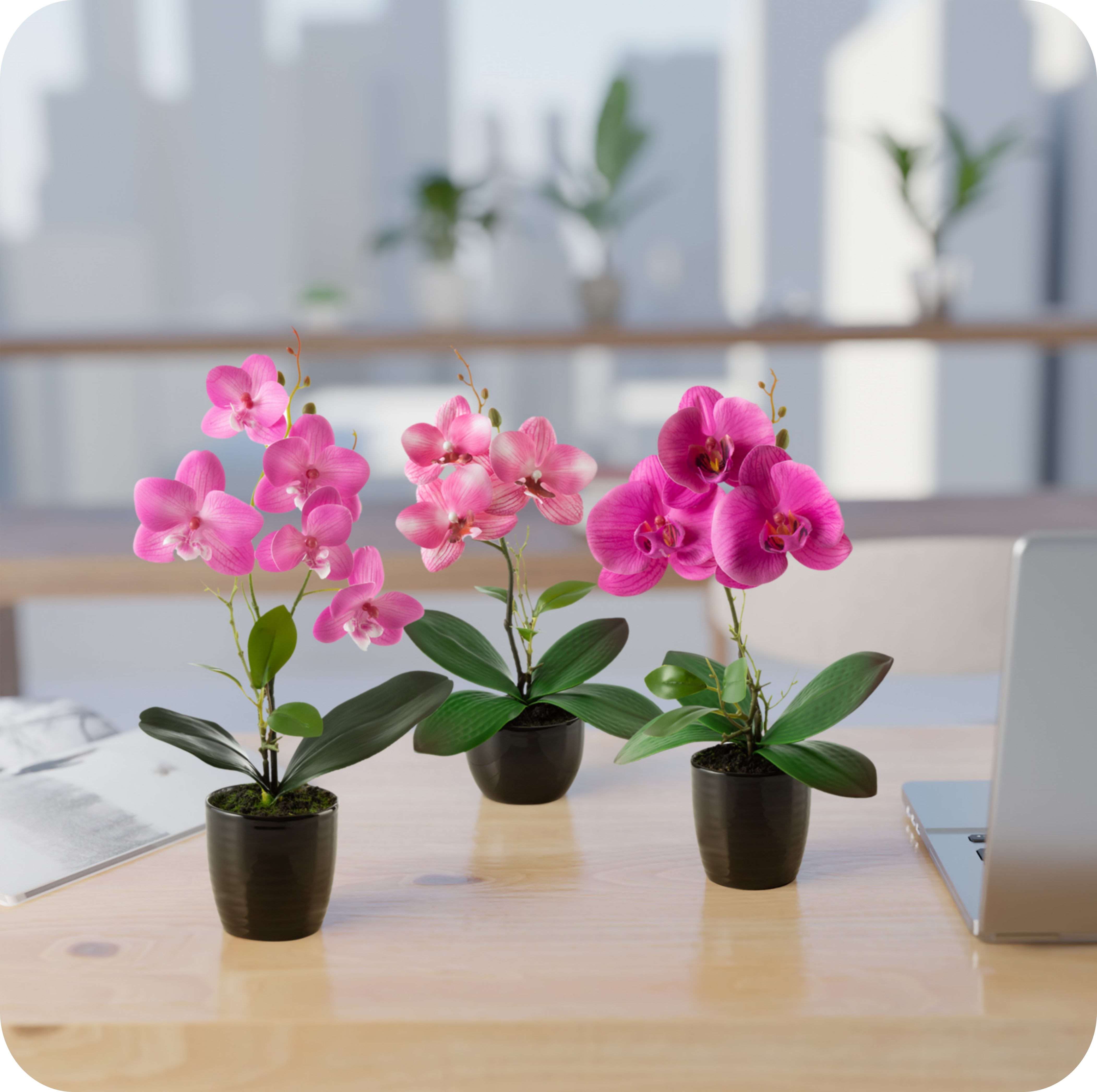 Kunstorchidee 3er Set künstliche Orchideen wie echt (35cm) in Hochglanz-Ker günstig online kaufen