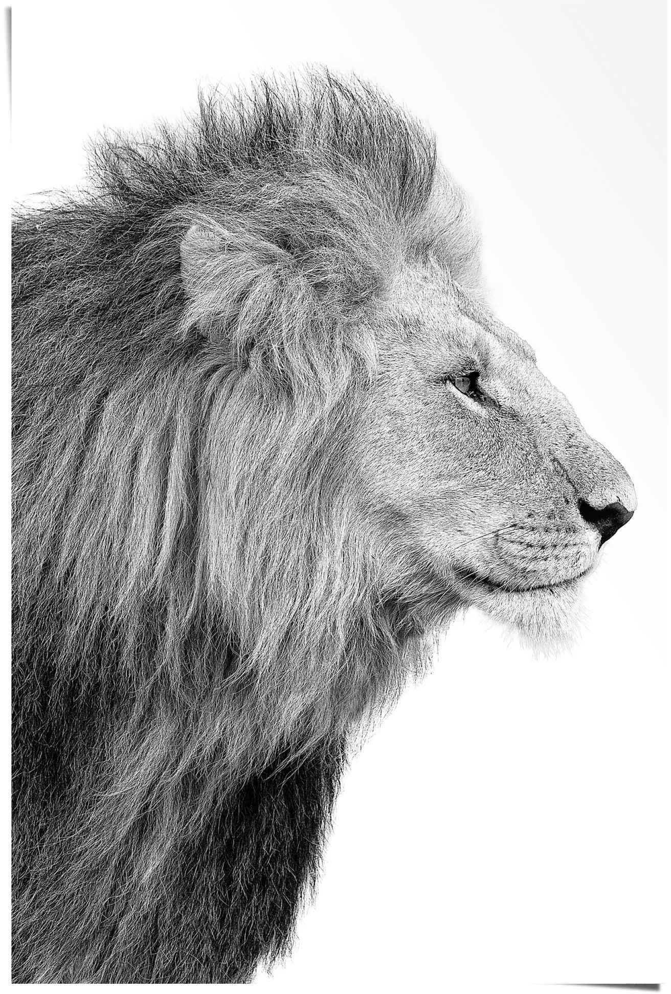 König Dschungel St) Kräftig, Poster - Reinders! (1 - - Seitenporträt Löwe