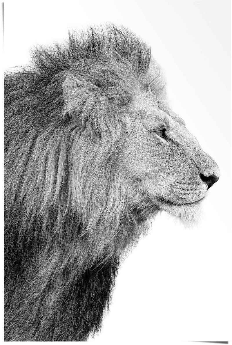 Reinders! Poster Löwe König - Dschungel - Seitenporträt - Kräftig, (1 St)