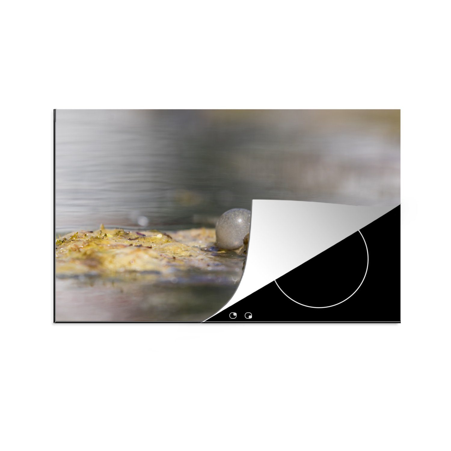 MuchoWow Herdblende-/Abdeckplatte Nahaufnahme eines quakenden Frosches, Vinyl, (1 tlg), 81x52 cm, Induktionskochfeld Schutz für die küche, Ceranfeldabdeckung